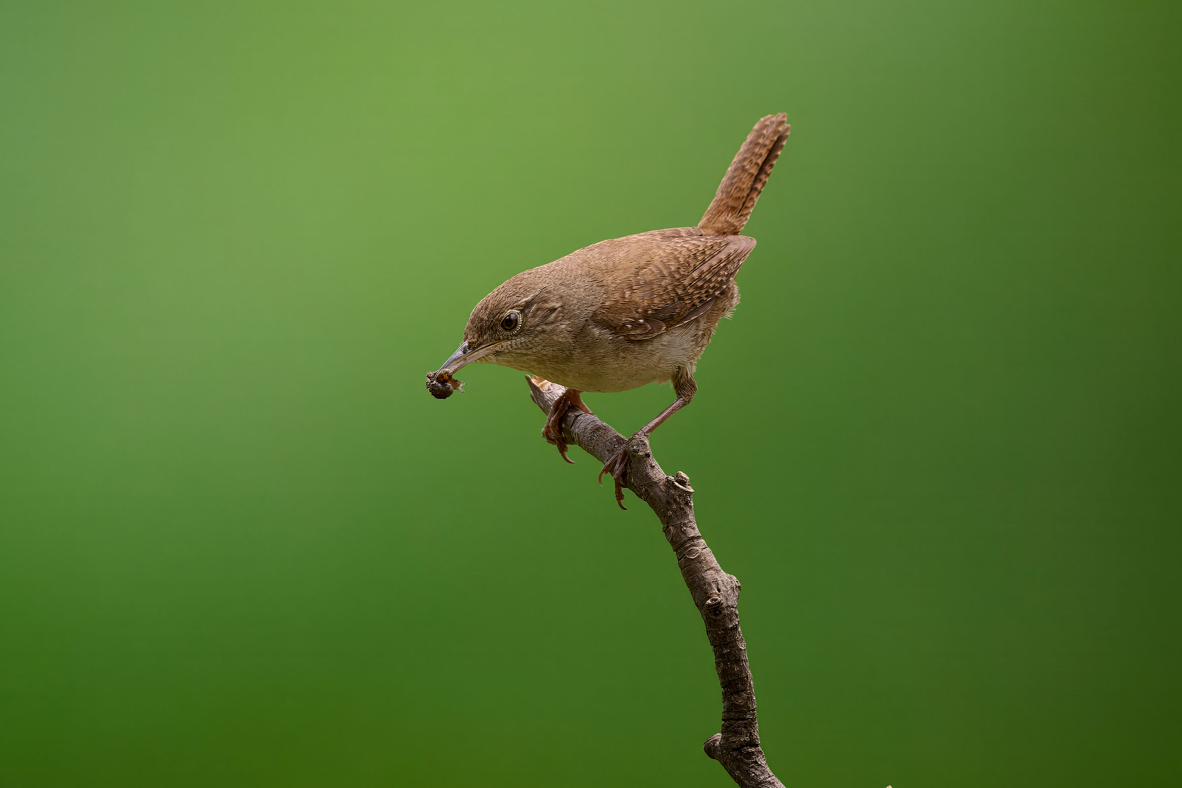 Northern House Wren - Carrying food, photo by Corby Amos