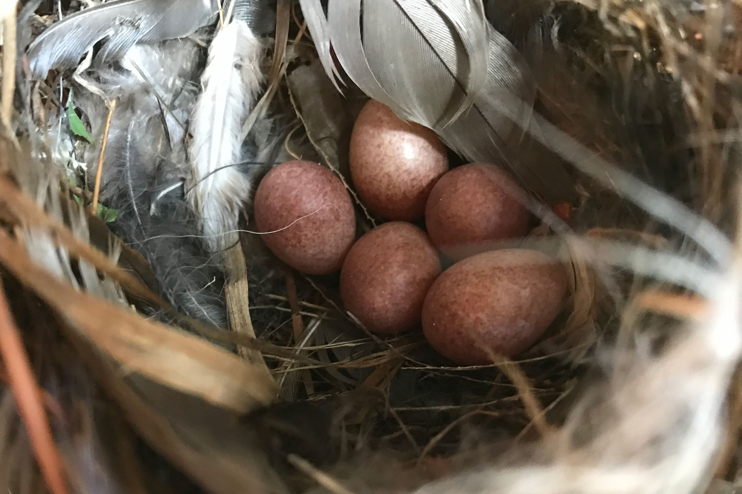 Northern House Wren - Nest with eggs, photo by Joanne Spetzler