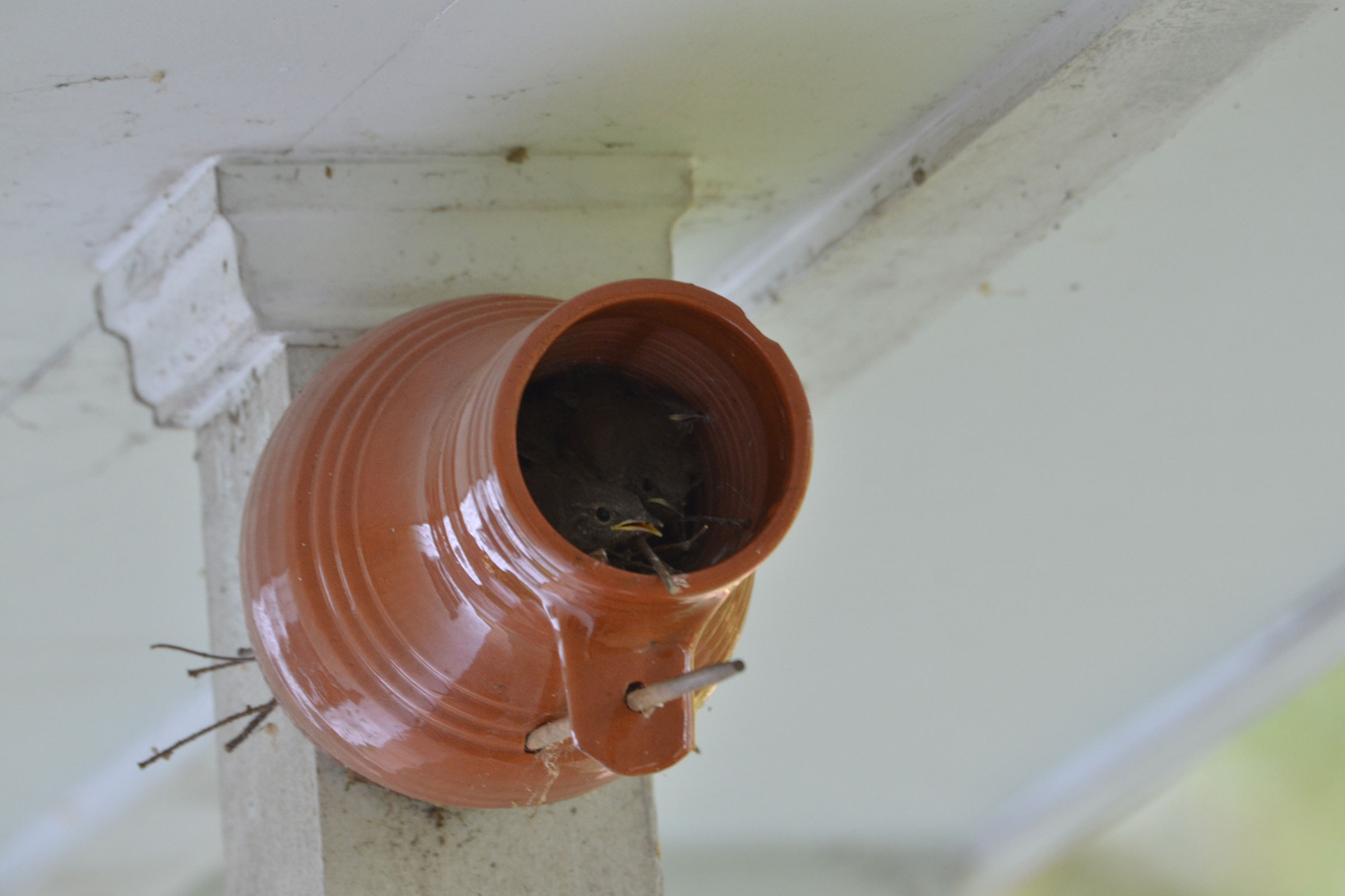Northern House Wren - Nest with young, photo by David L. Govoni