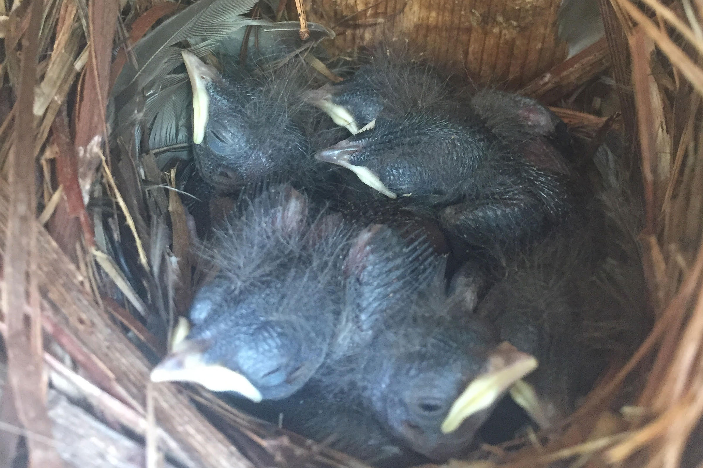Northern House Wren - Nest with young, photo by Phil Kenny