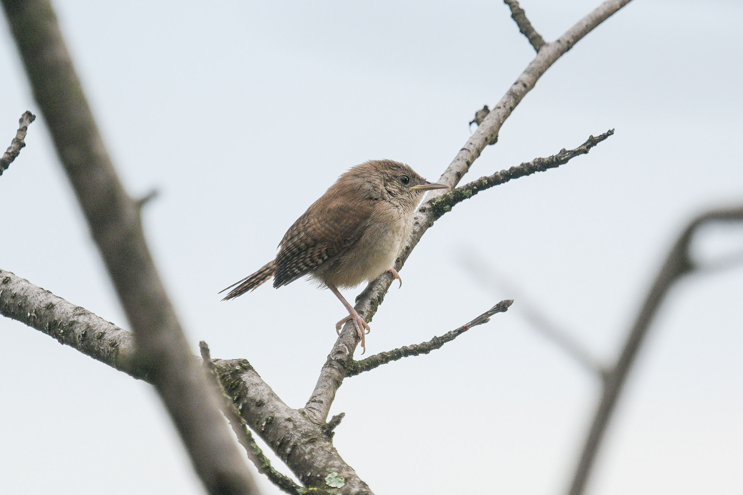 Northern House Wren - Juvenile, photo by Margaret Poethig