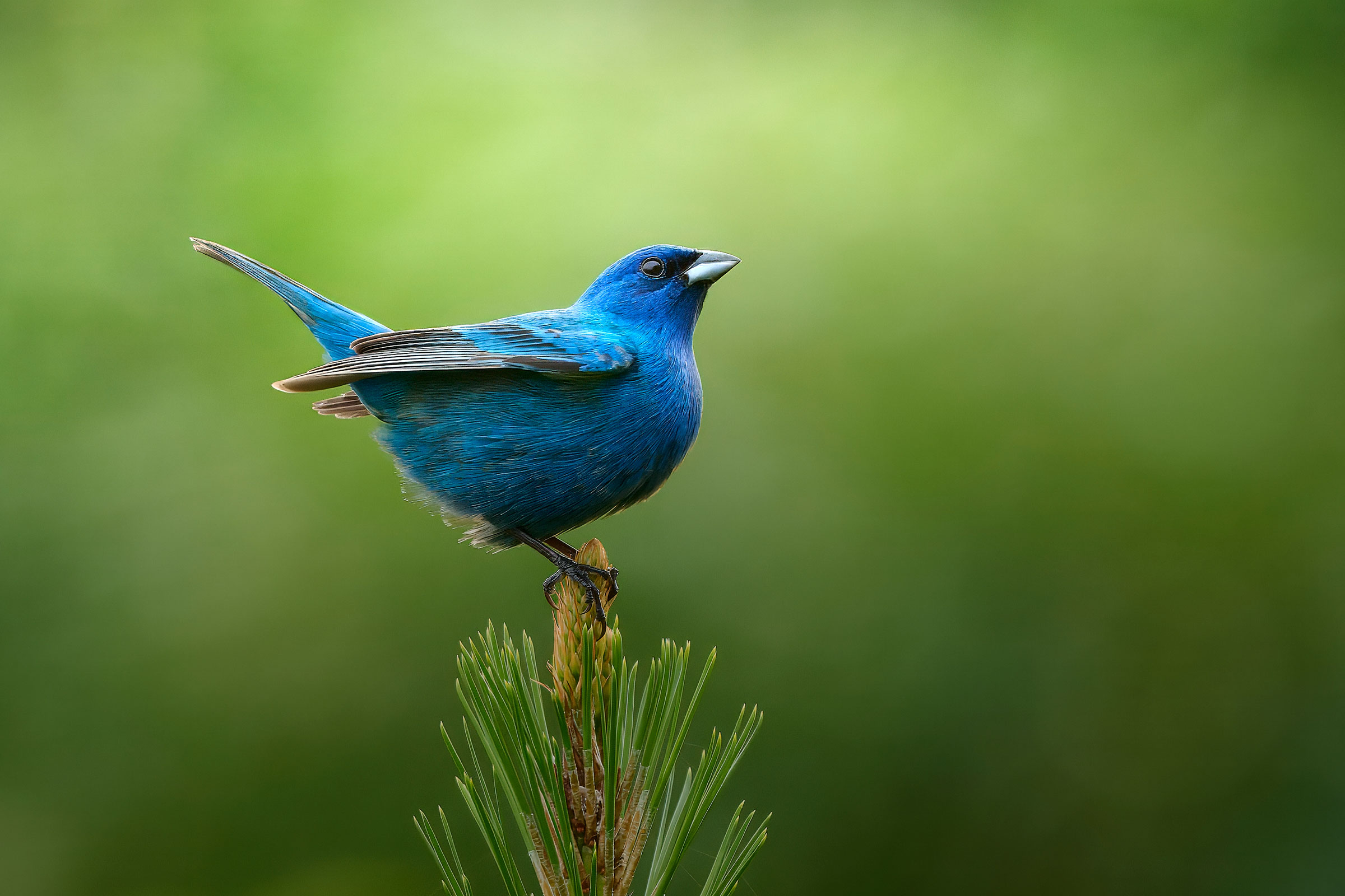 Indigo Bunting - Adult male, photo by Corby Amos