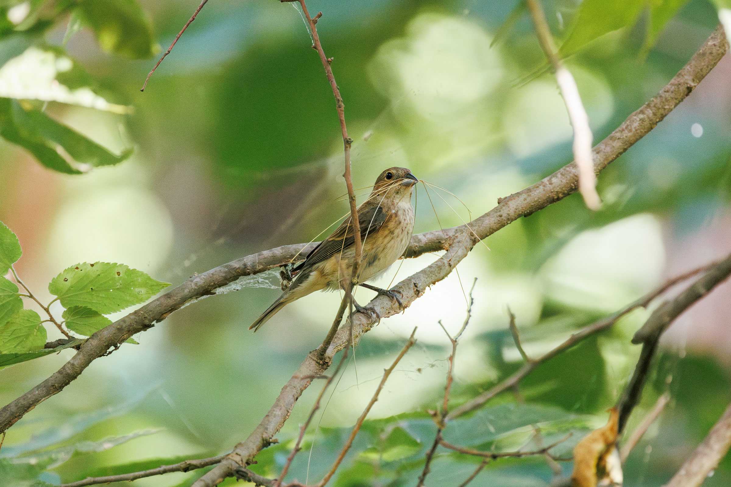 Indigo Bunting - Female with nesting material, photo by LeenaMcCluneyPhoto.com
