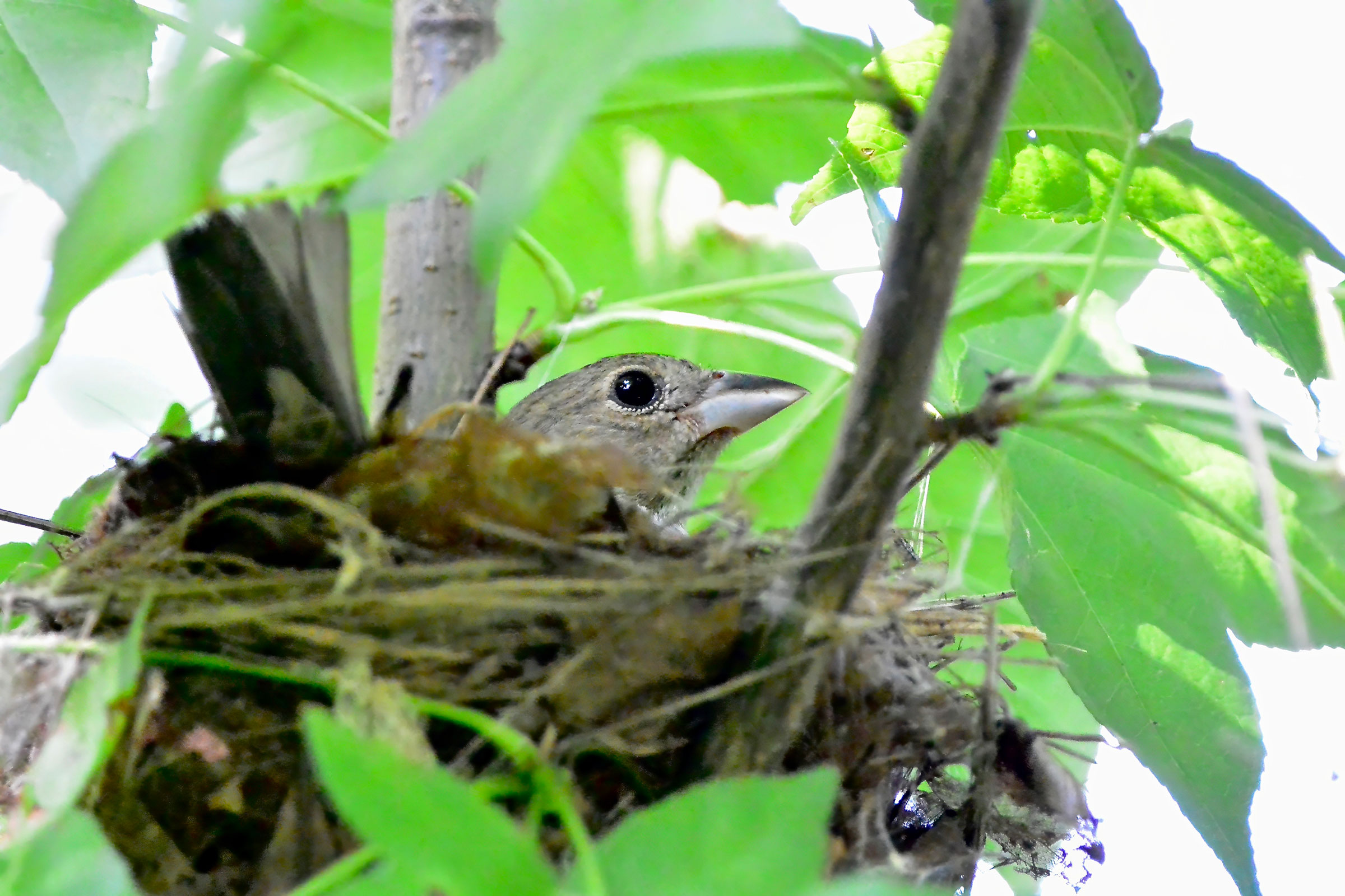 Indigo Bunting - Female on nest, photo by Seth Honig