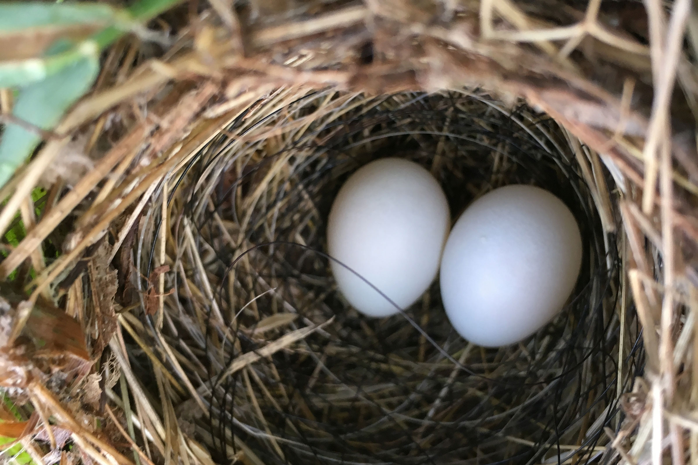 Indigo Bunting - Nest with eggs, photo by Phil Lehman