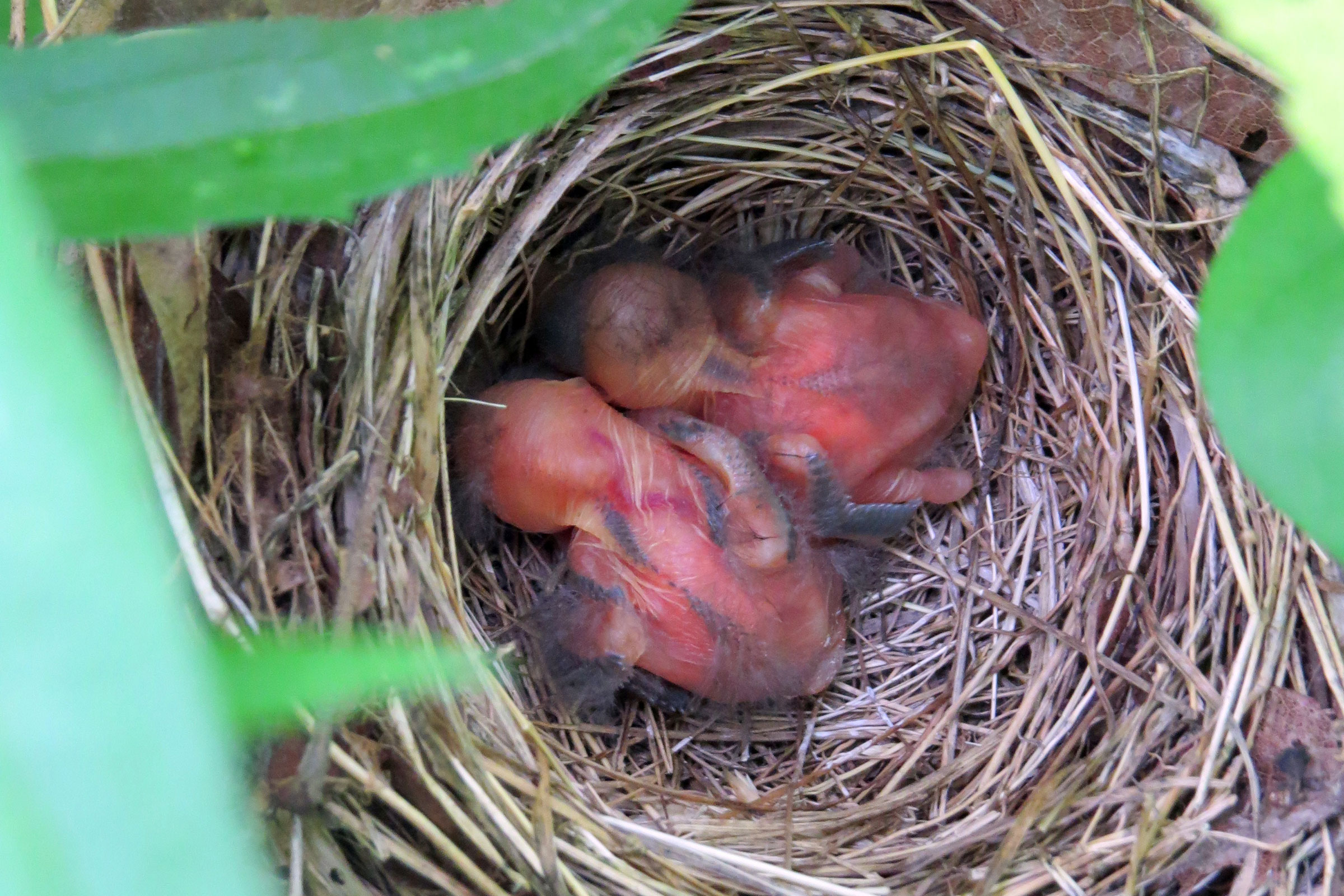 Indigo Bunting - Nestlings, photo by Herb Myers