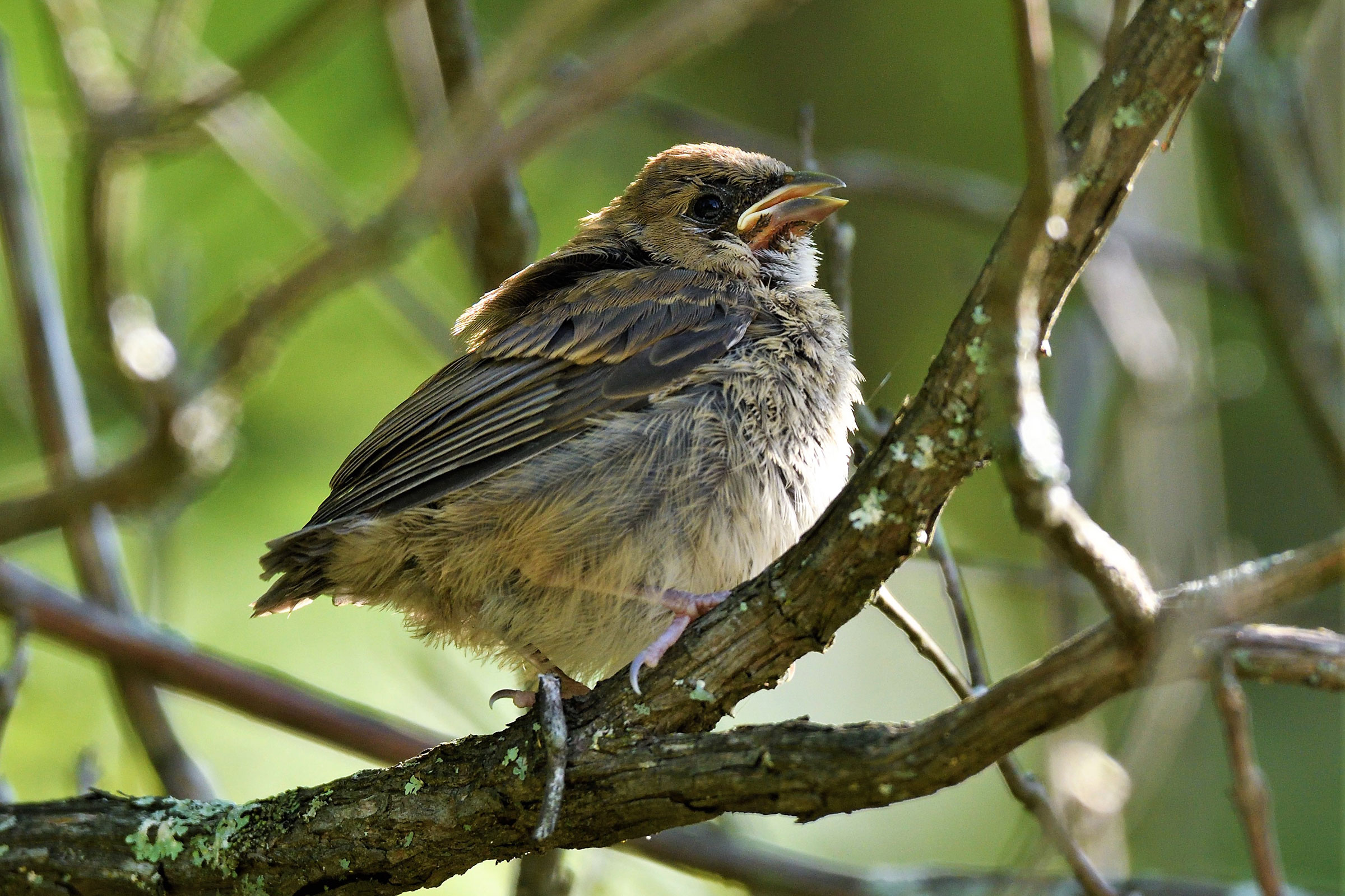 Indigo Bunting - Fledgling, photo by Joe Girgente @Joes_outdoor_adventures 