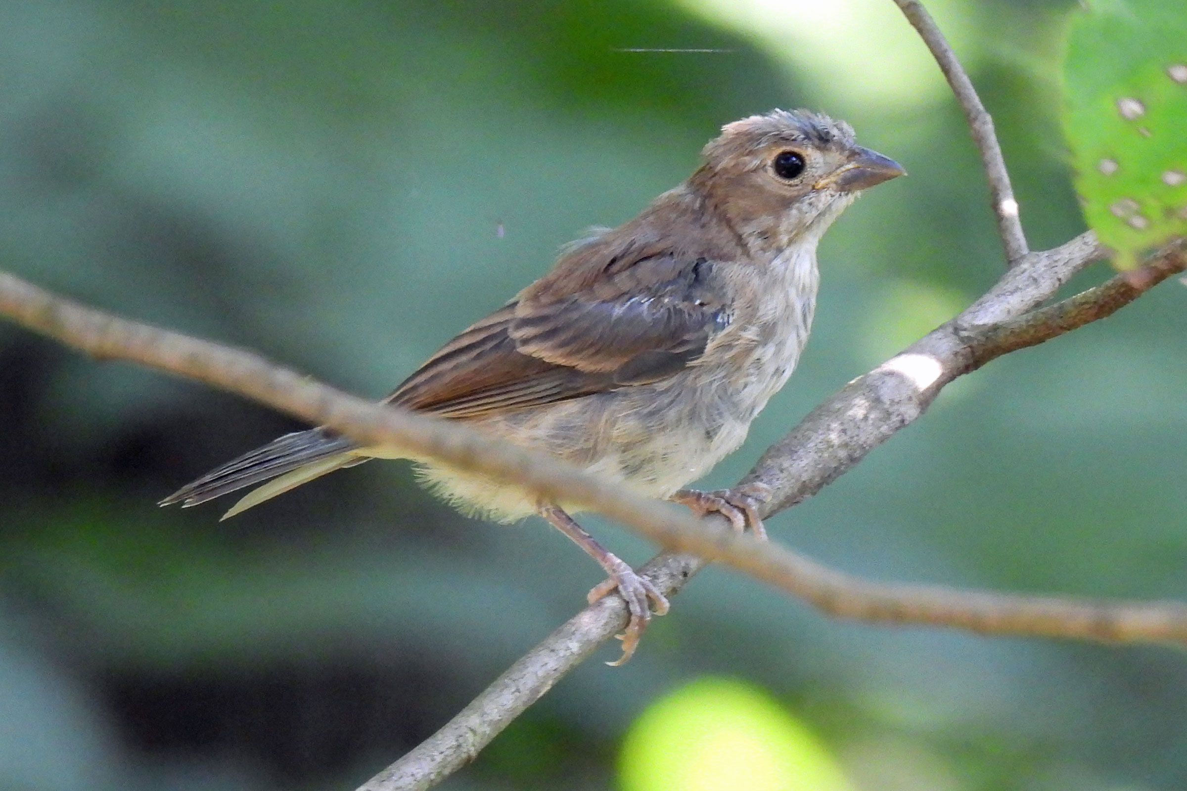 Indigo Bunting - Juvenile, photo by Nicole Hutcheson