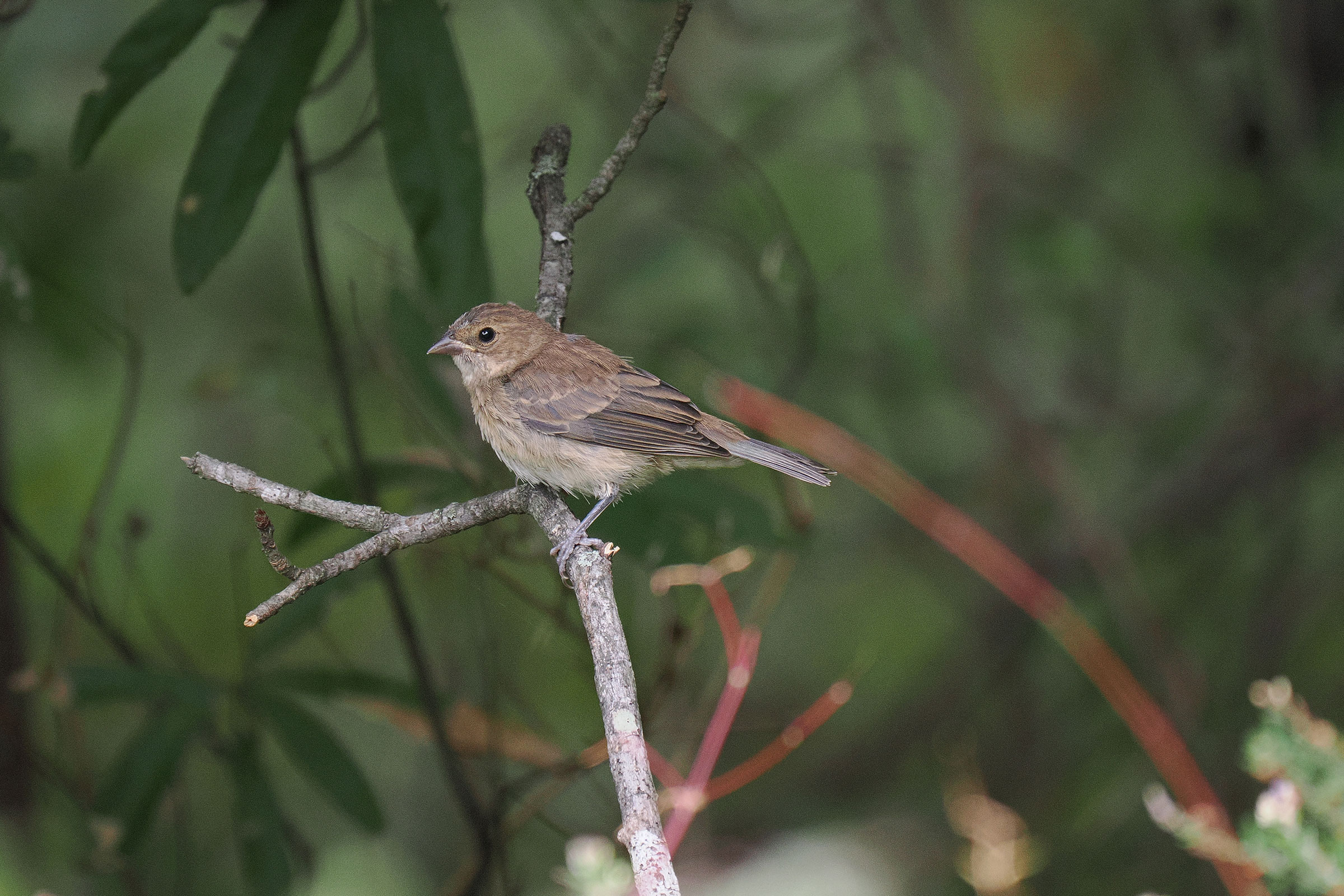 Indigo Bunting - Immature, photo by Ben Jesup