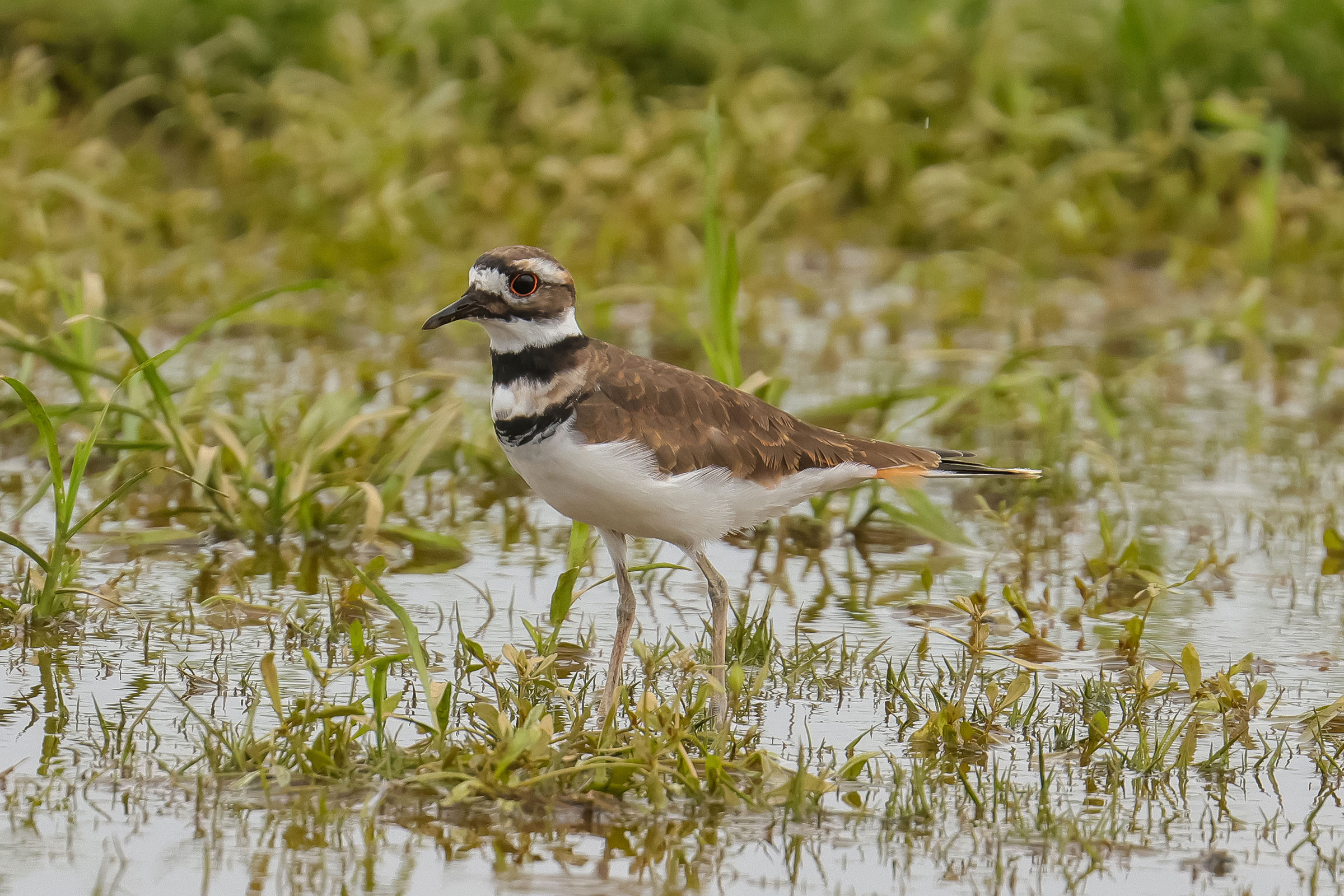 Killdeer - Adult, photo by Deborah Humphries