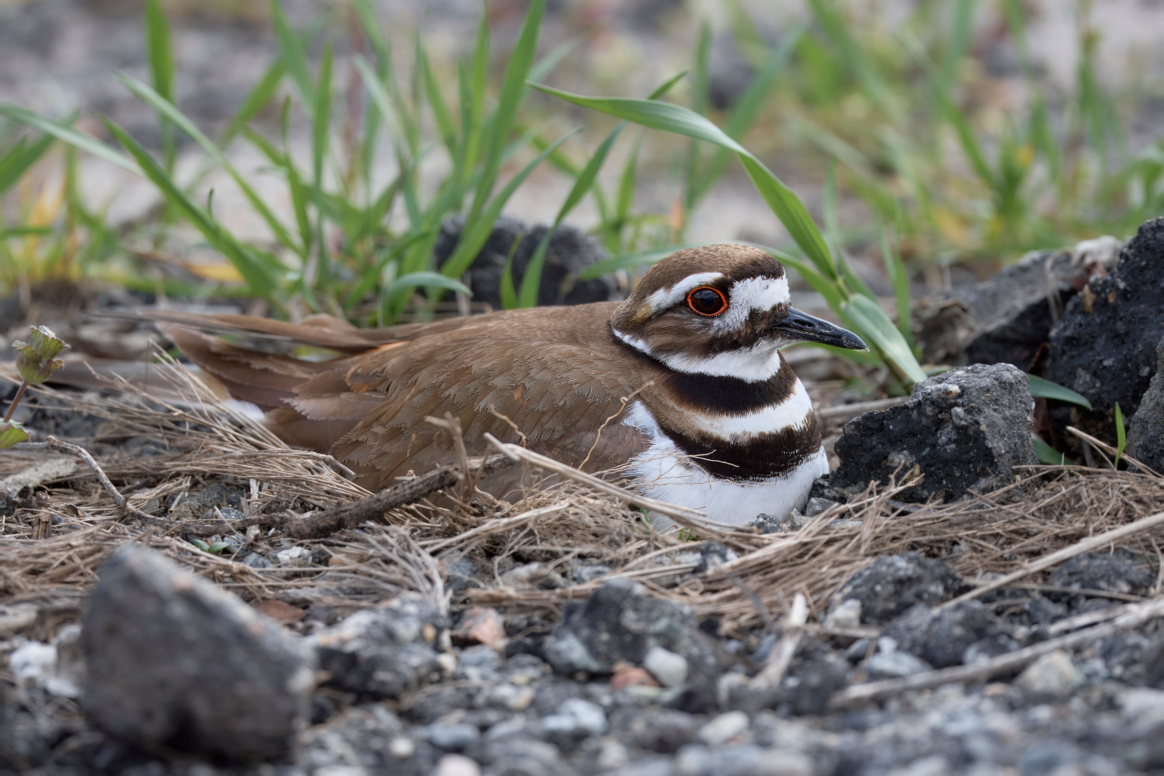 Killdeer - On nest, photo by Corby Amos