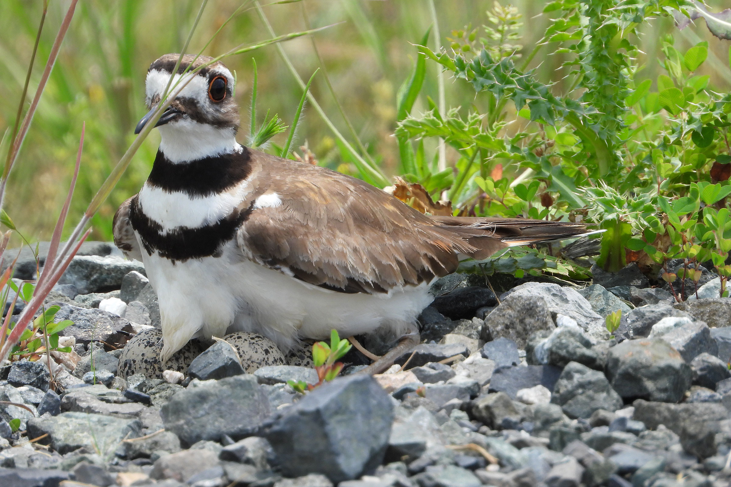 Killdeer - With eggs, photo by Mike Cianciosi 
