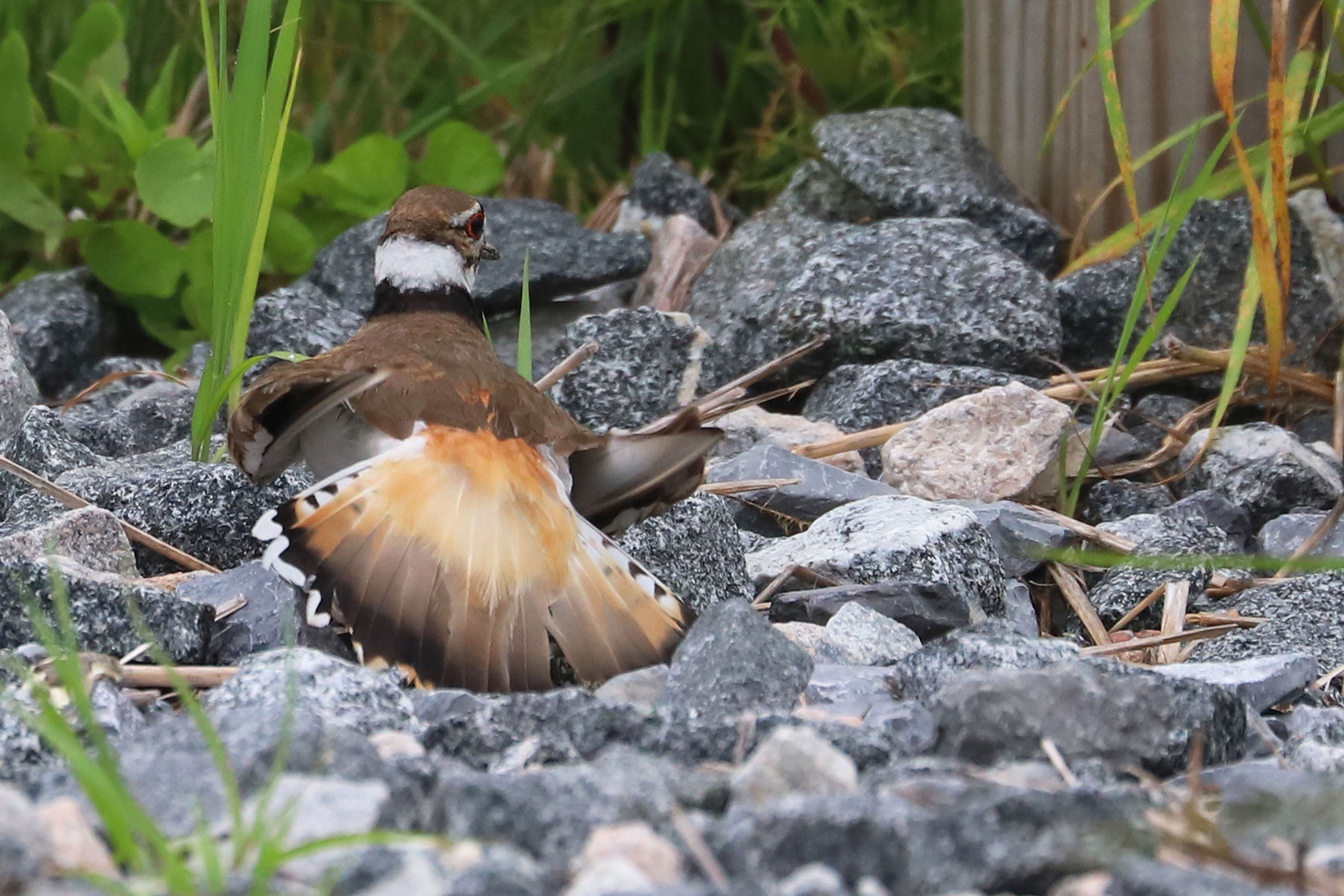 Killdeer - Distraction display, photo by Rob Bielawski