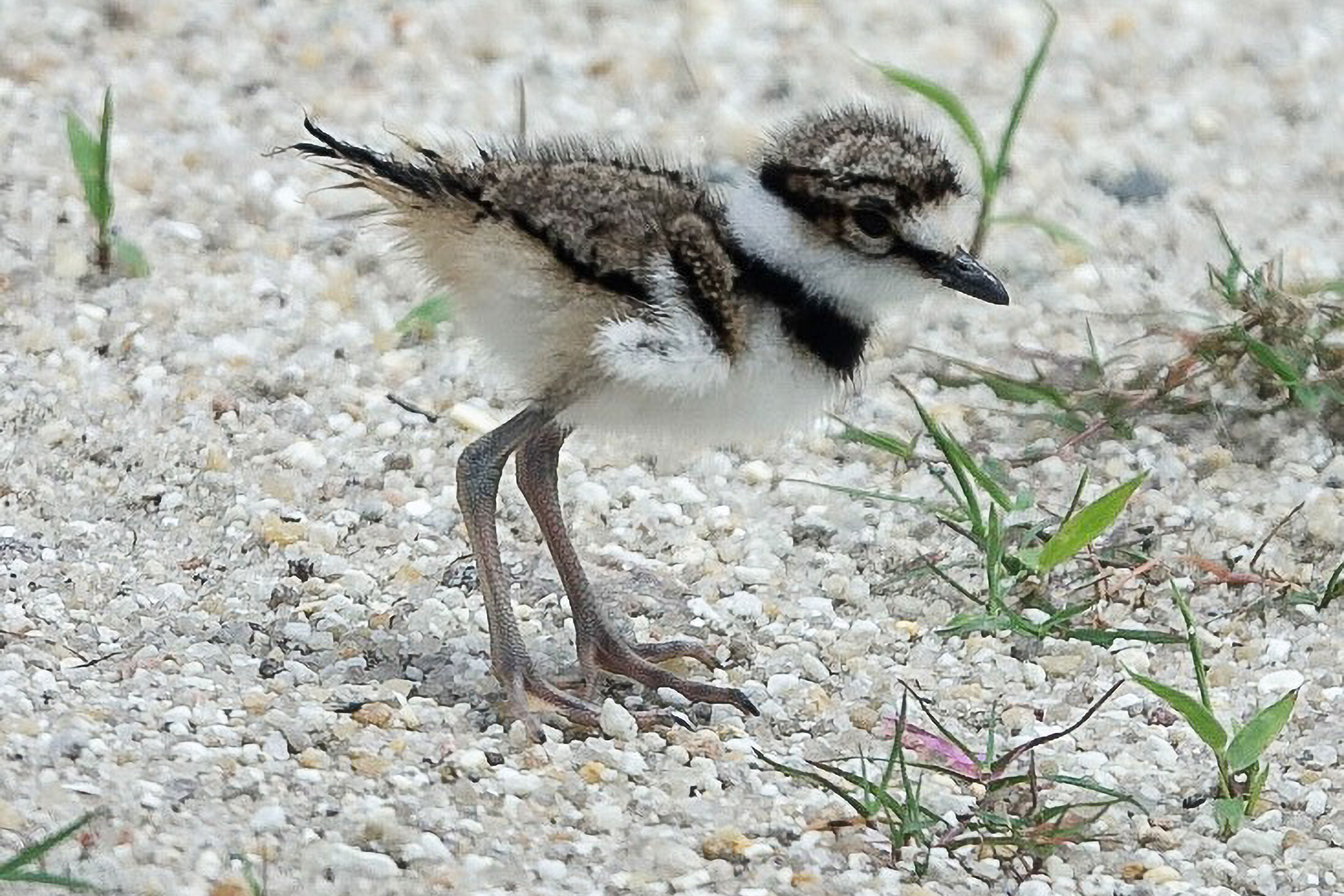 Killdeer - Chick, photo by MC Miguez