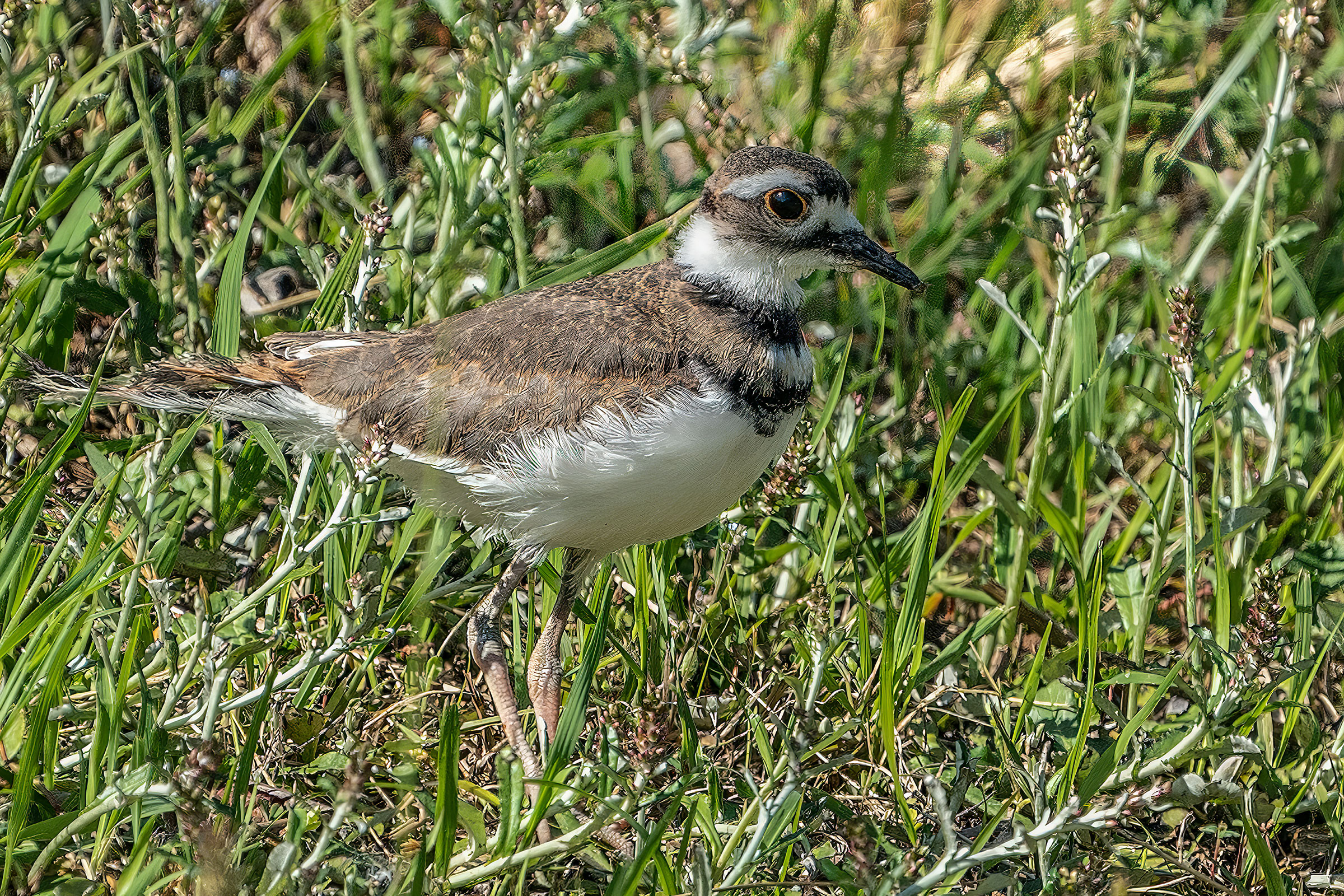 Killdeer - Immature, photo by Bill Wood
