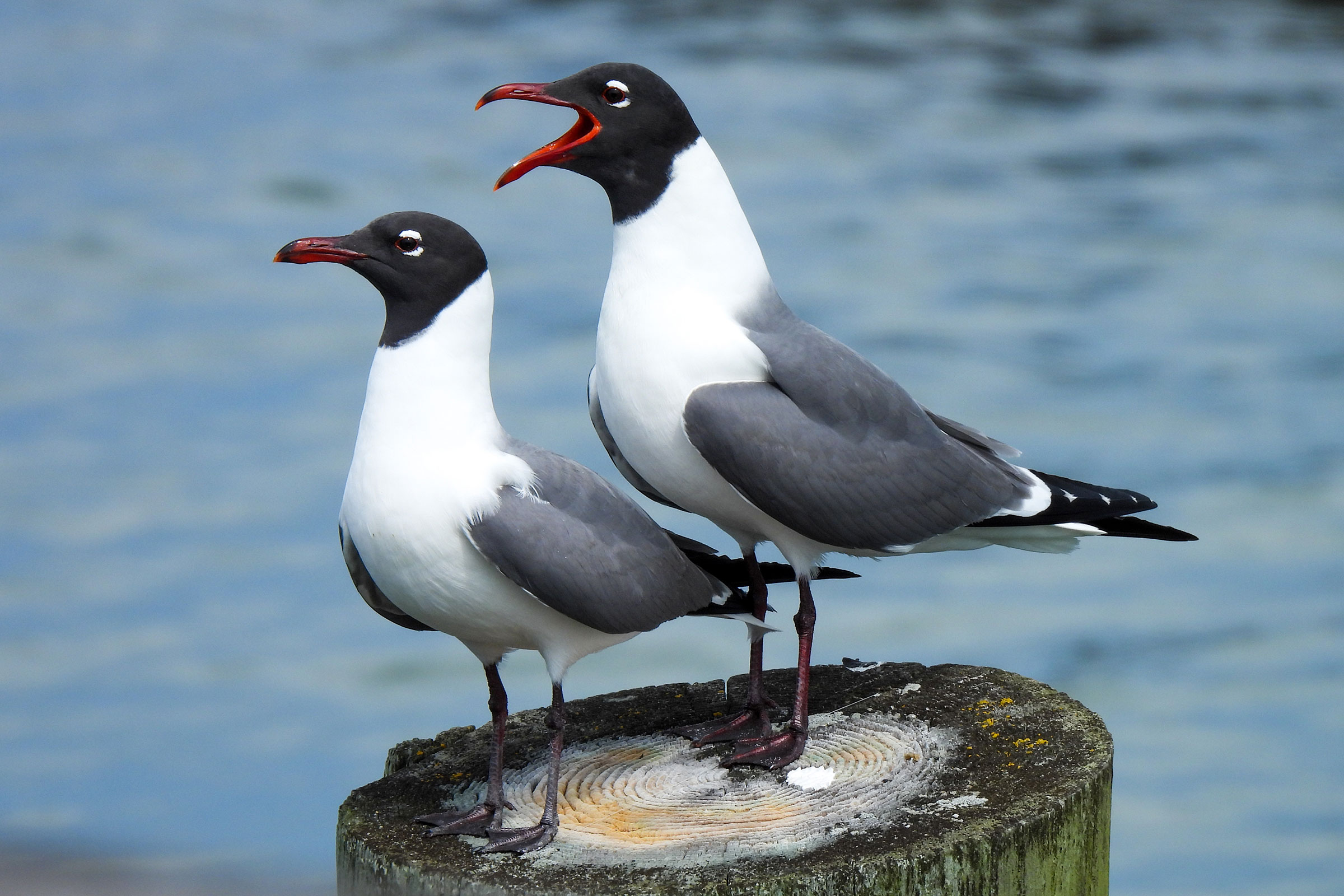 Laughing Gull - Pair, photo by Sophie Dismukes