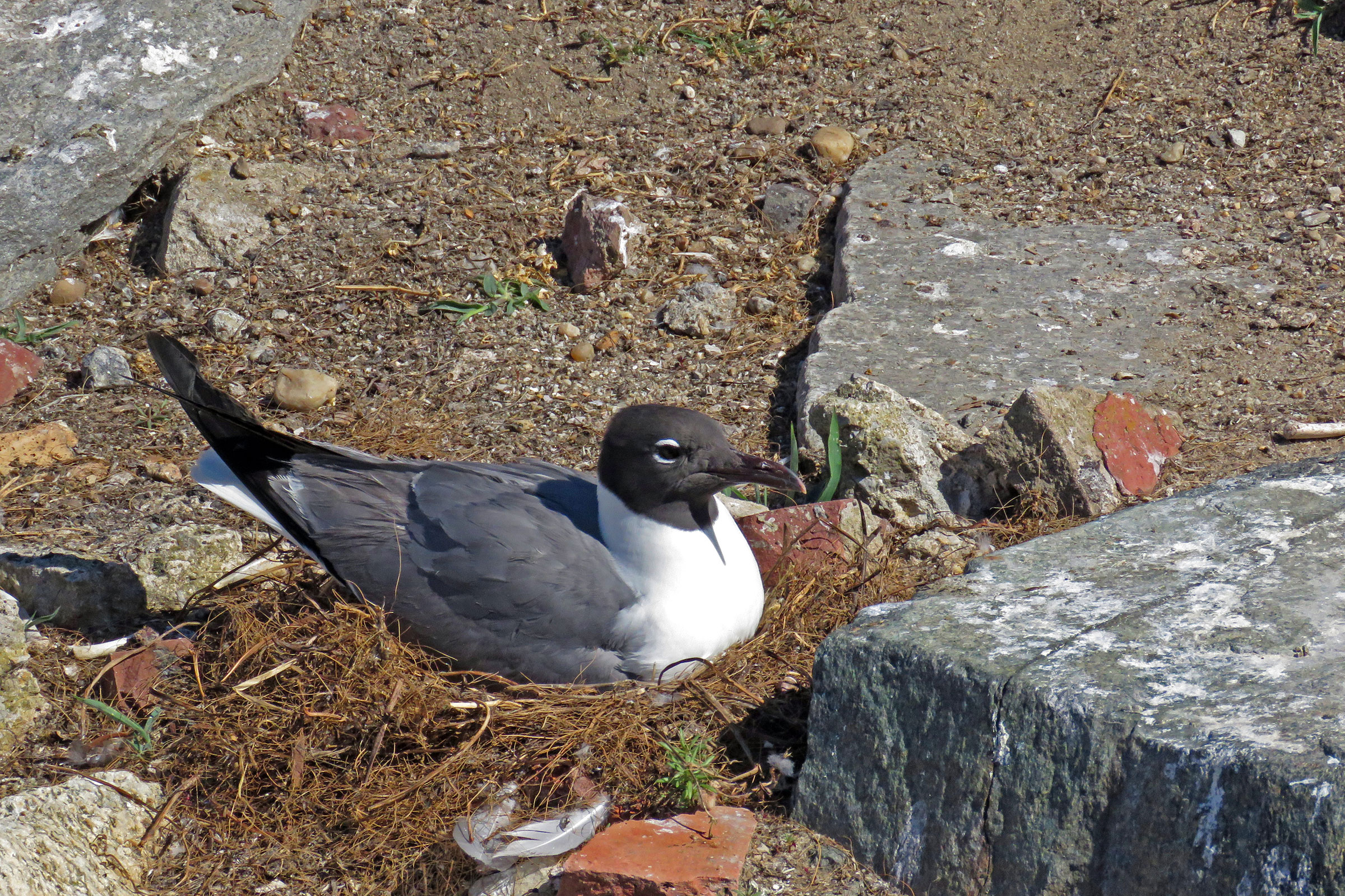Laughing Gull - Adult on nest, photo by Jessica Ruthenberg, Virginia Department of Wildlife Resources