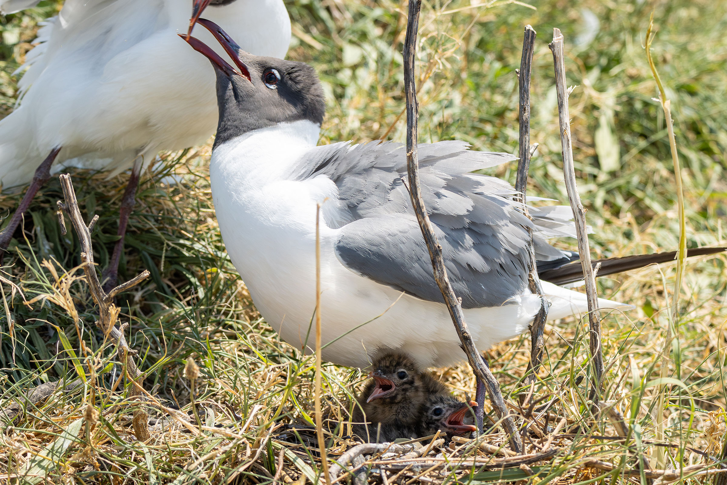 Laughing Gull - Adults with chicks, photo by Atlee Hargis