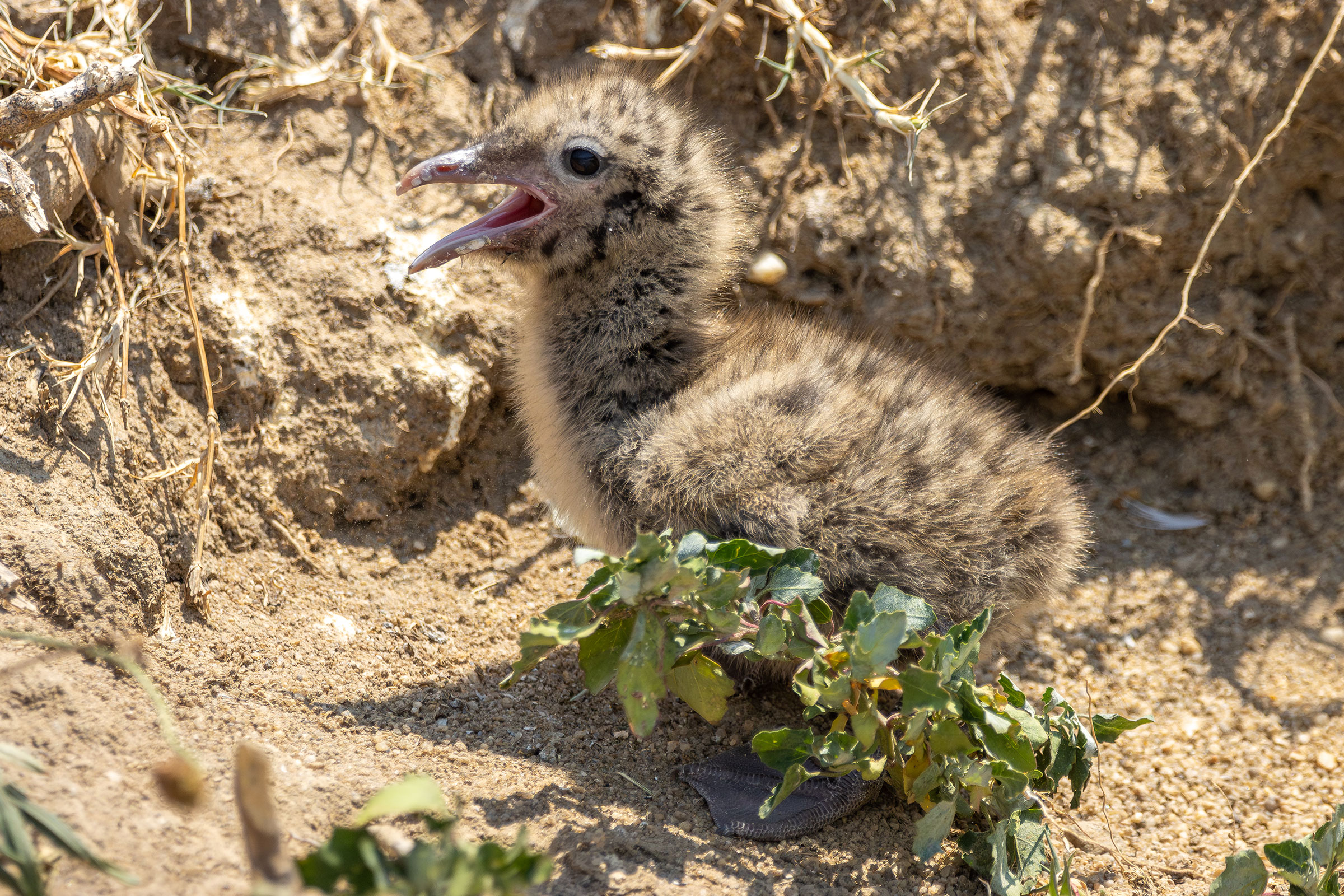 Laughing Gull - Juvenile, photo by Atlee Hargis
