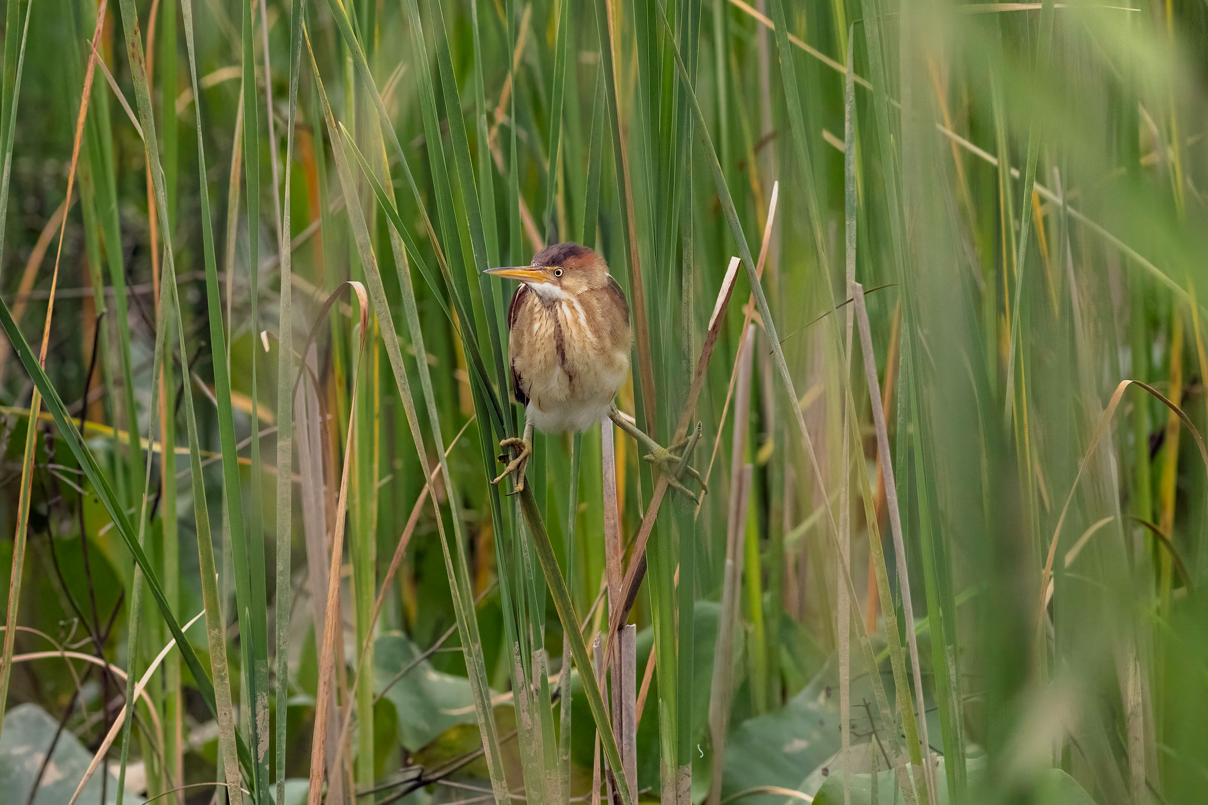 Least Bittern - Adult female, photo by Todd Kiraly