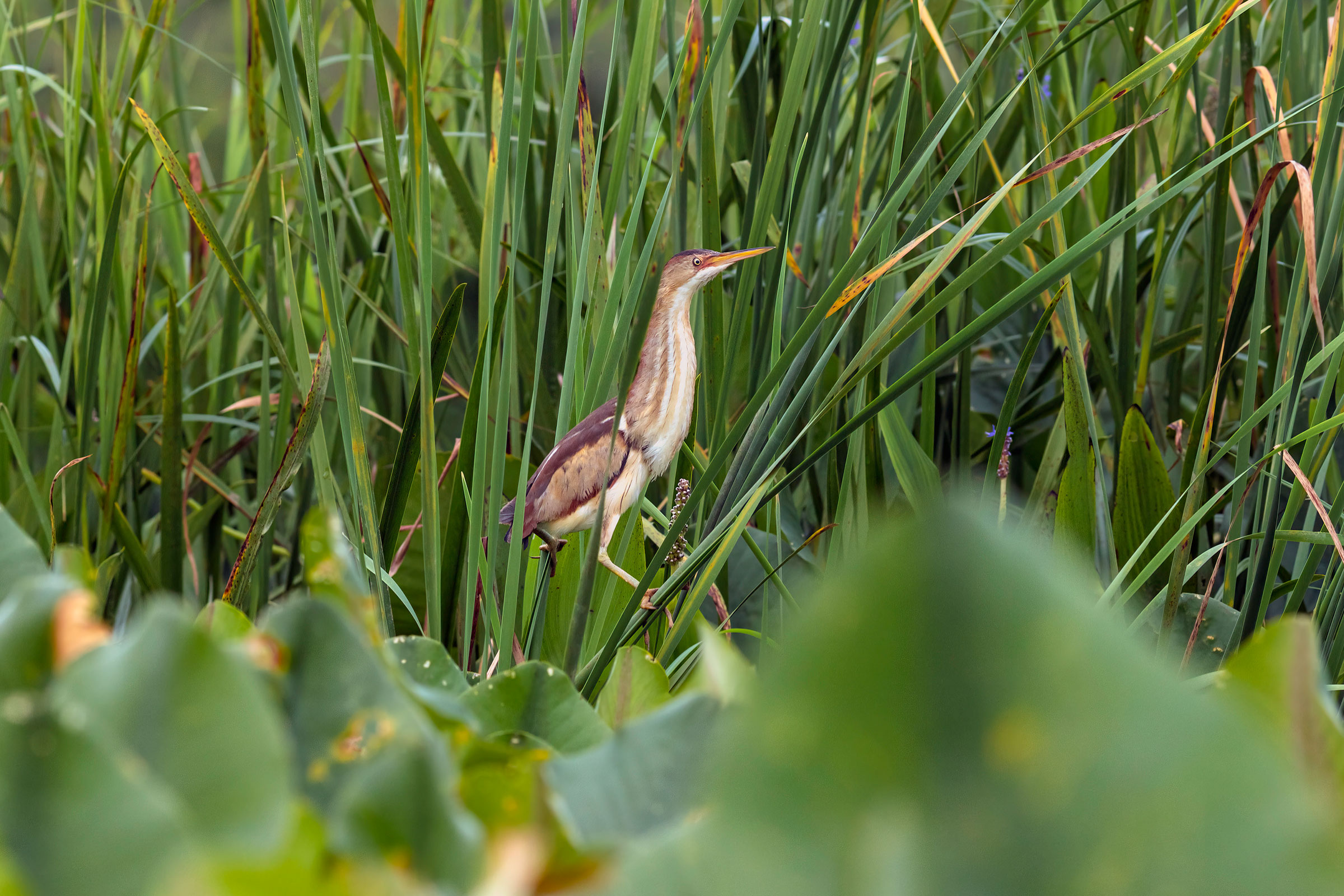 Least Bittern - Adult female, photo by Todd Kiraly