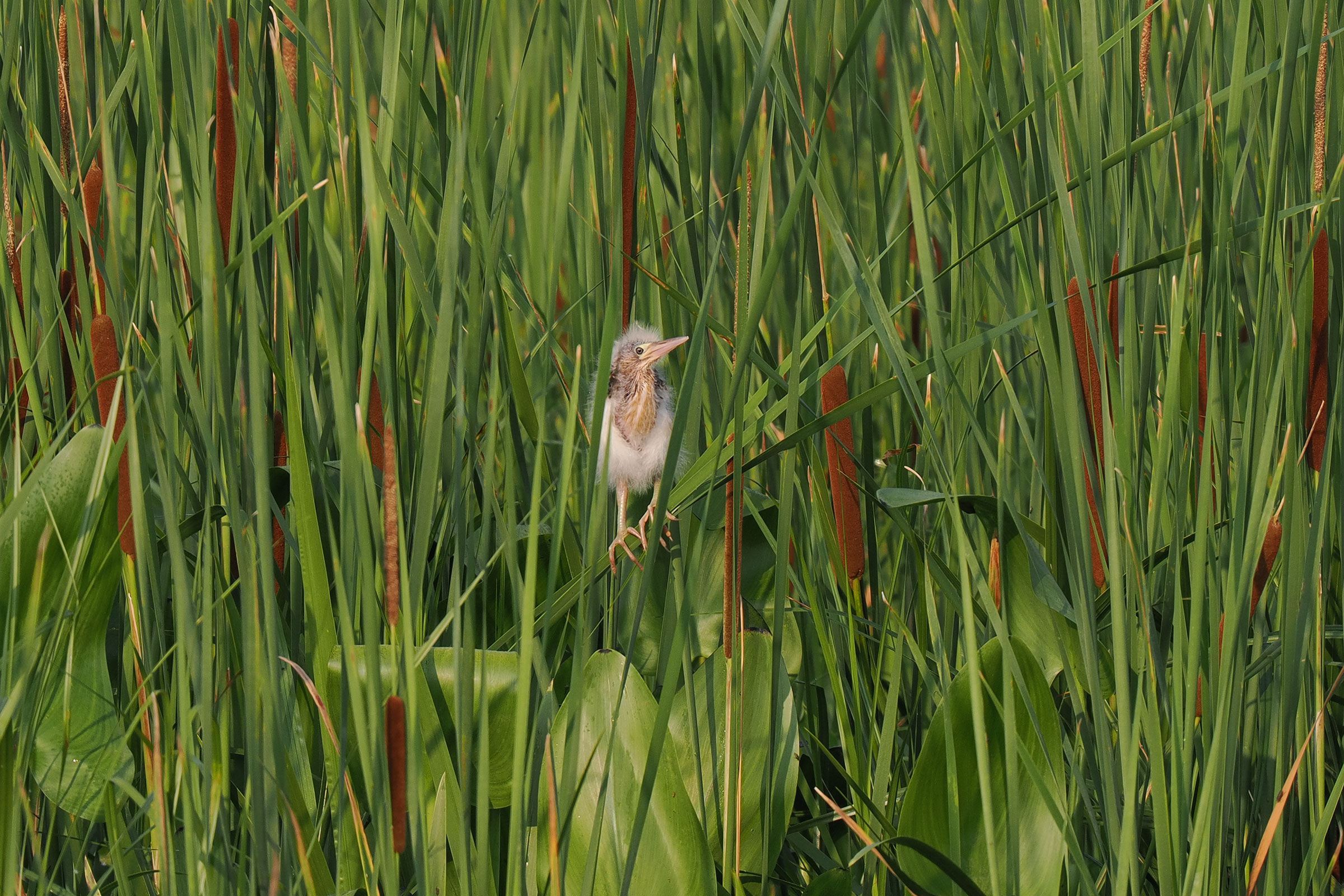 Least Bittern - Juvenile, photo by Ben Jesup