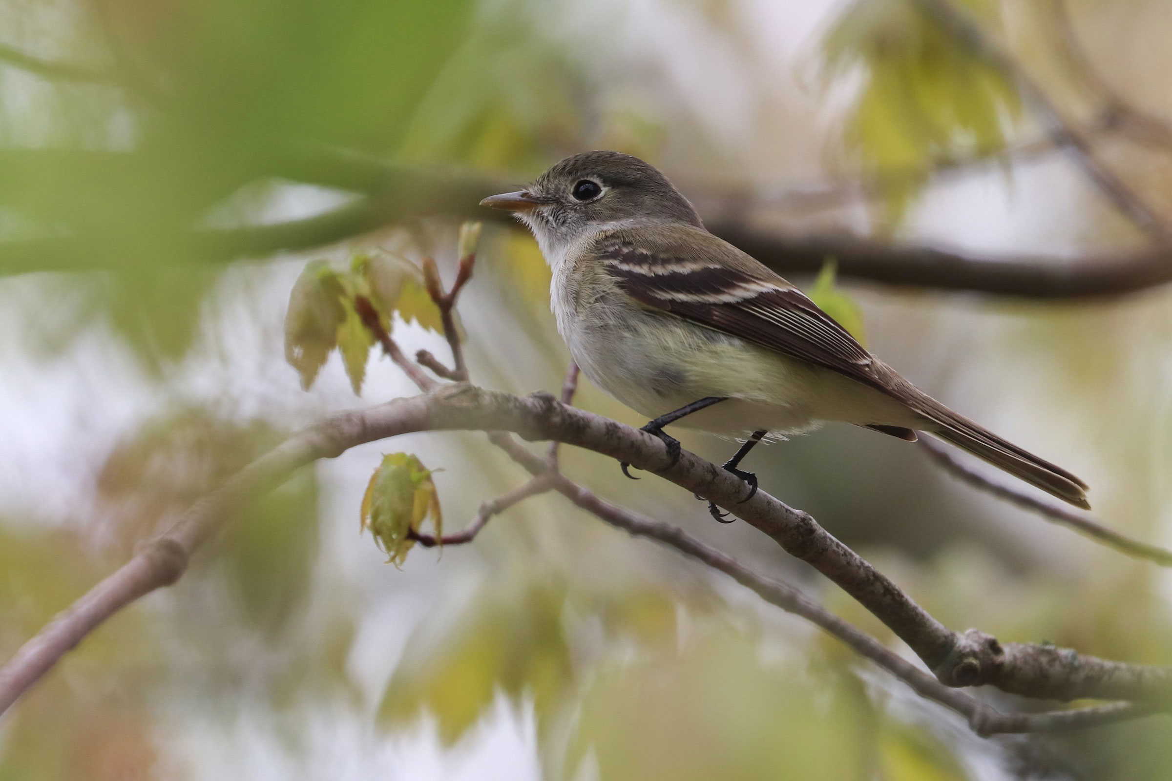 Least Flycatcher - Adult, photo by Martina Nordstrand