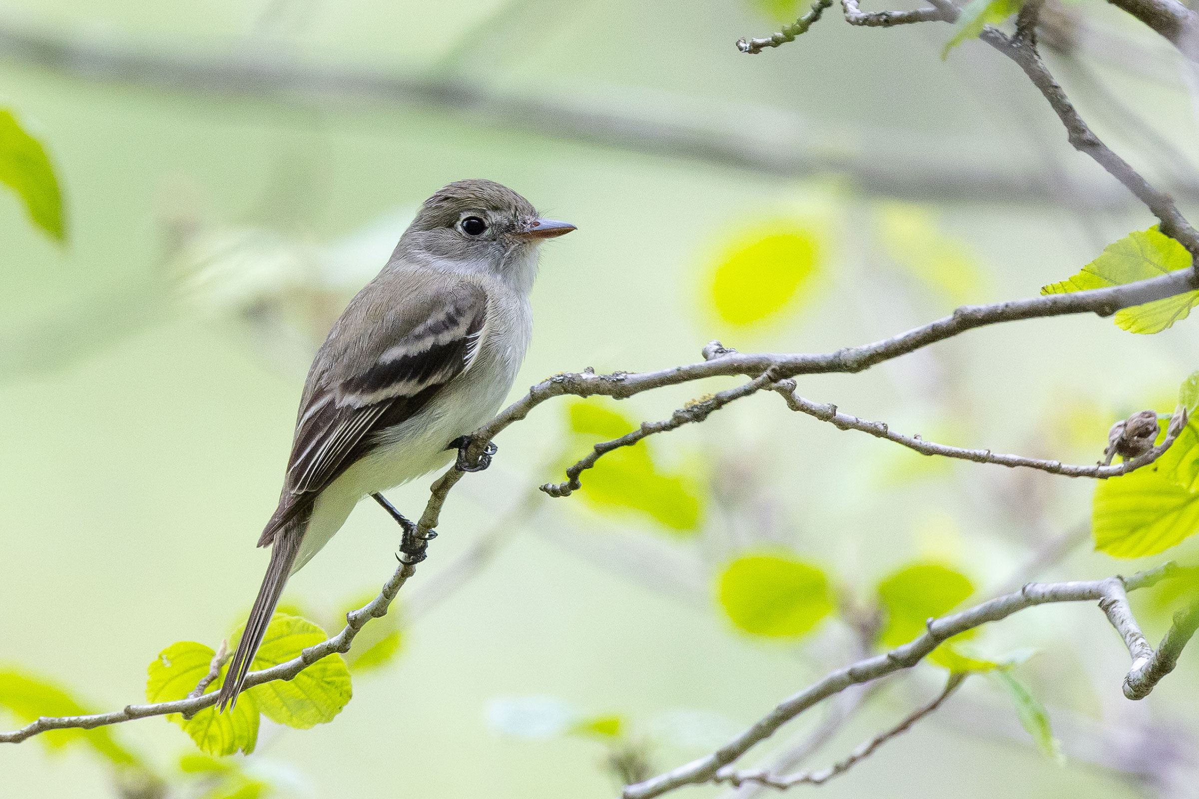 Least Flycatcher - Adult, photo by Baxter Beamer