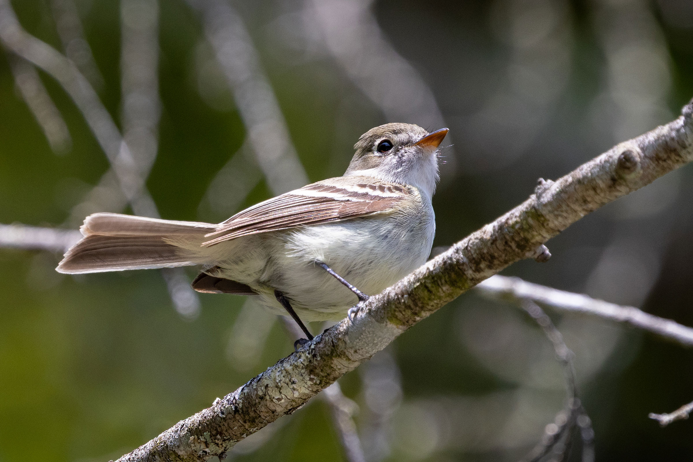 Least Flycatcher - Adult, photo by Gloria Shoenholtz
