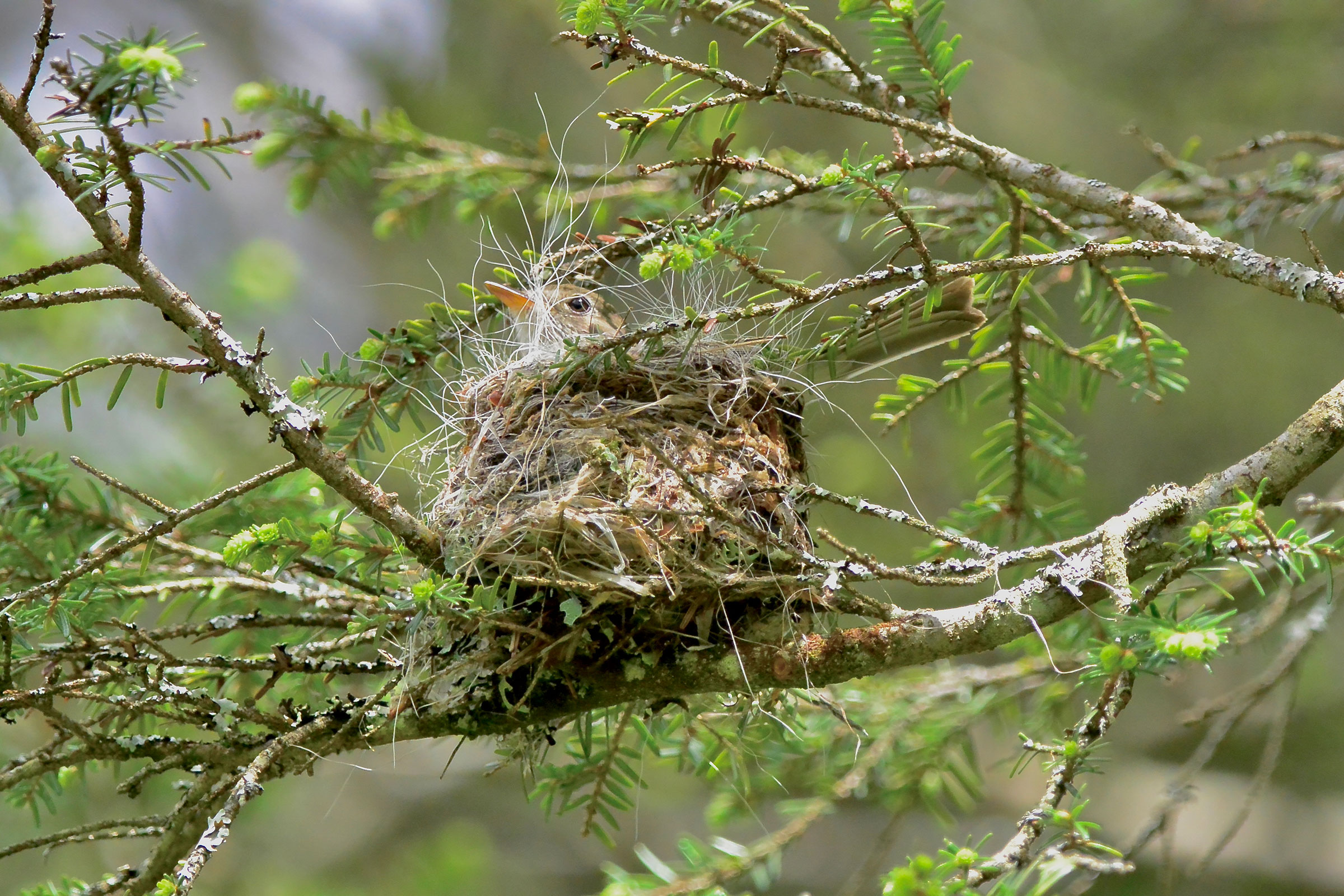 Least Flycatcher - Adult on nest, photo by Seth Honig