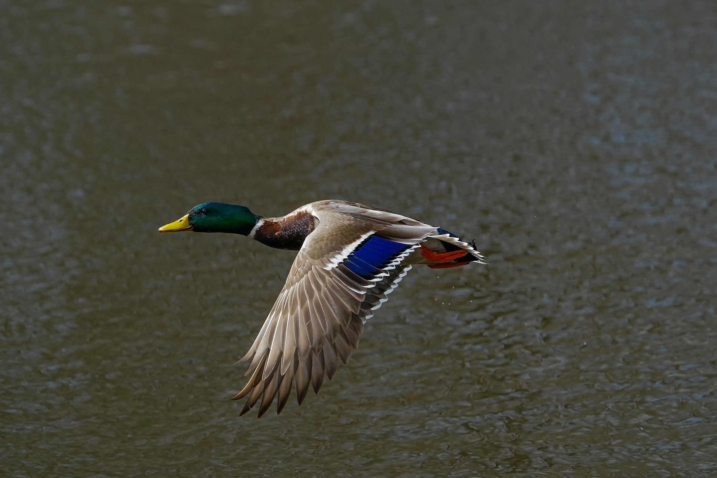 Mallard - Male in flight, photo by TJ Byrd