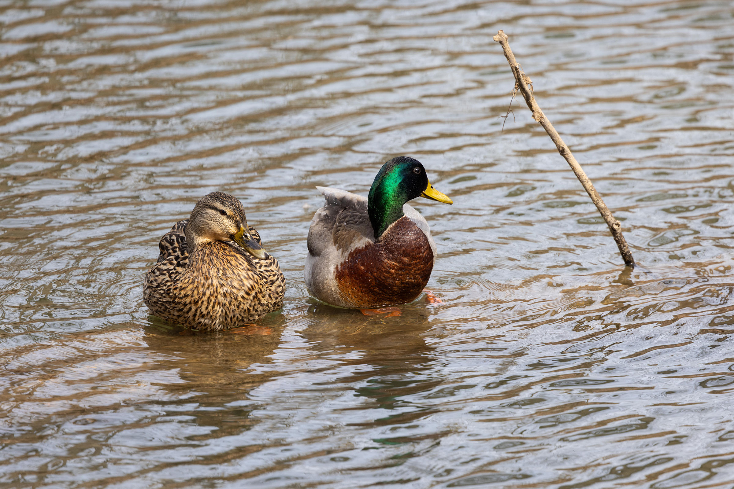 Mallard - Pair, photo by Janis Stone