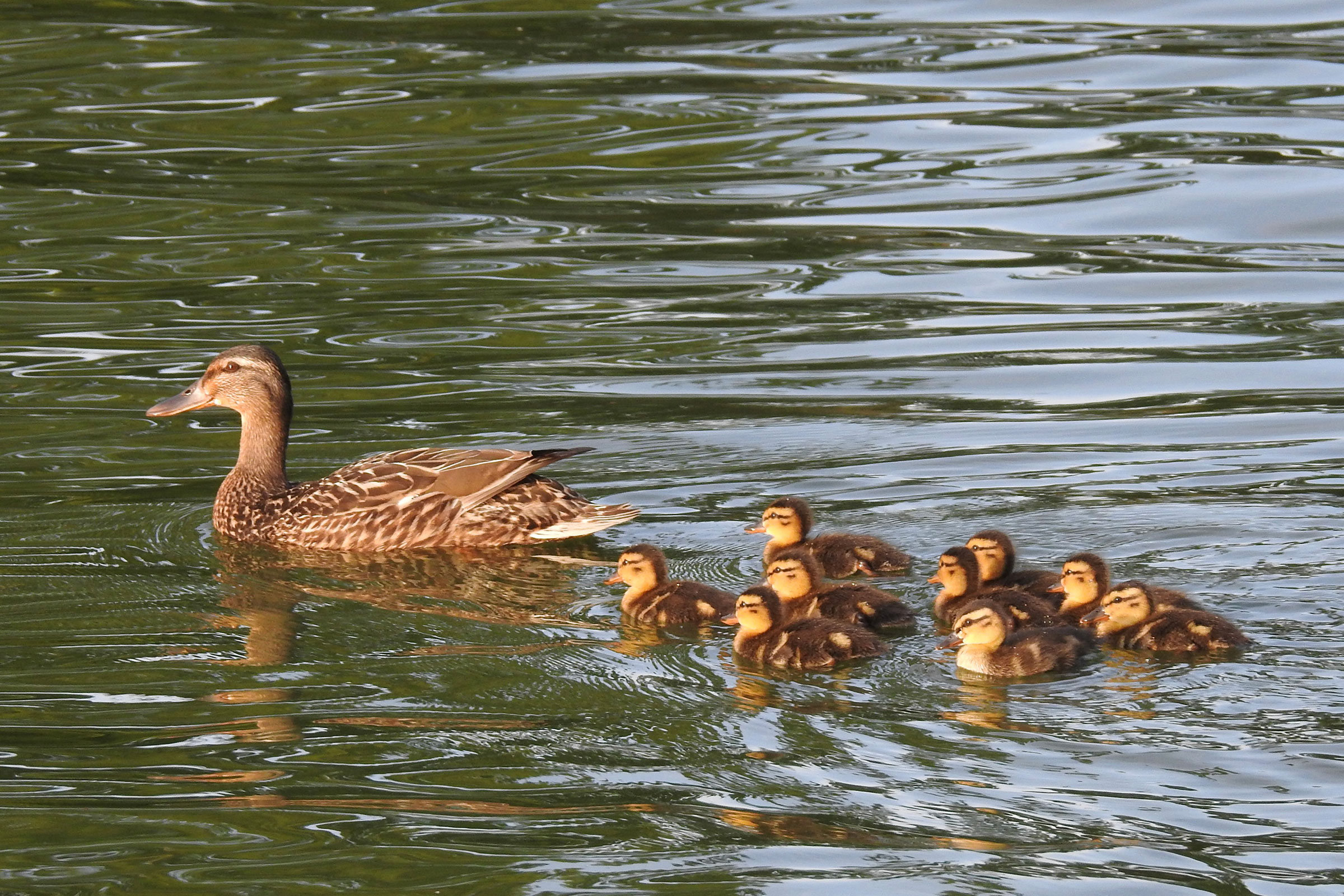 Mallard - Female swimming with ducklings, photo by Laura Mae