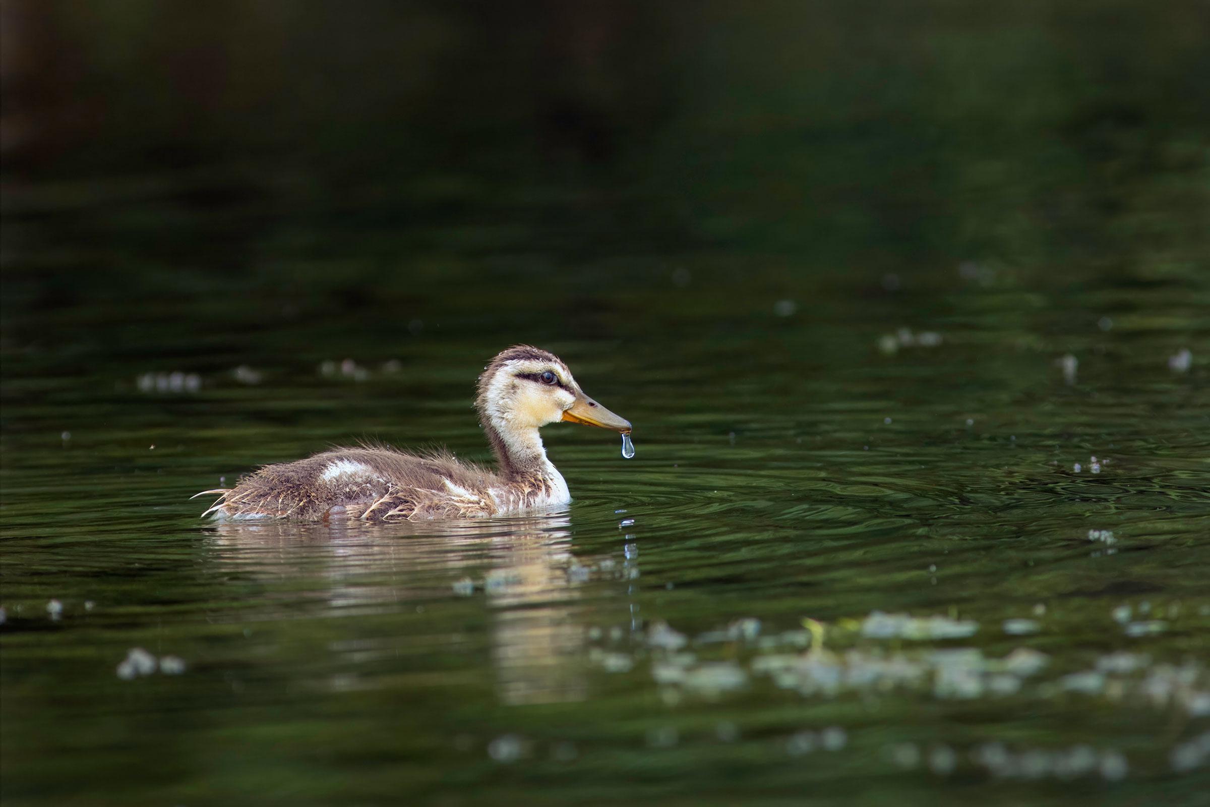 Mallard - Juvenile, photo by Todd Kiraly