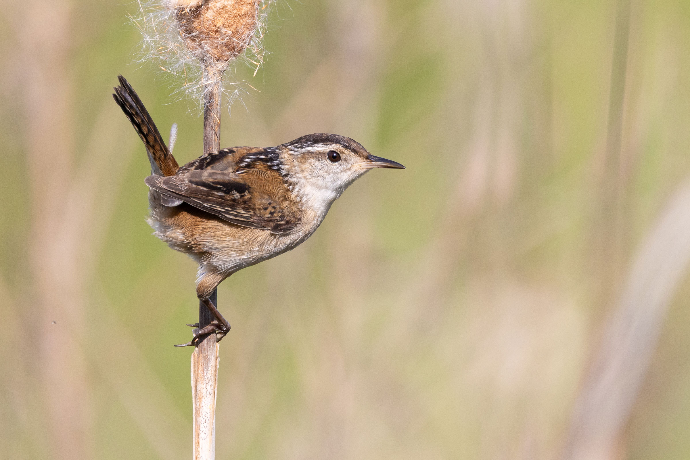 Marsh Wren - Adult, photo by Baxter Beamer