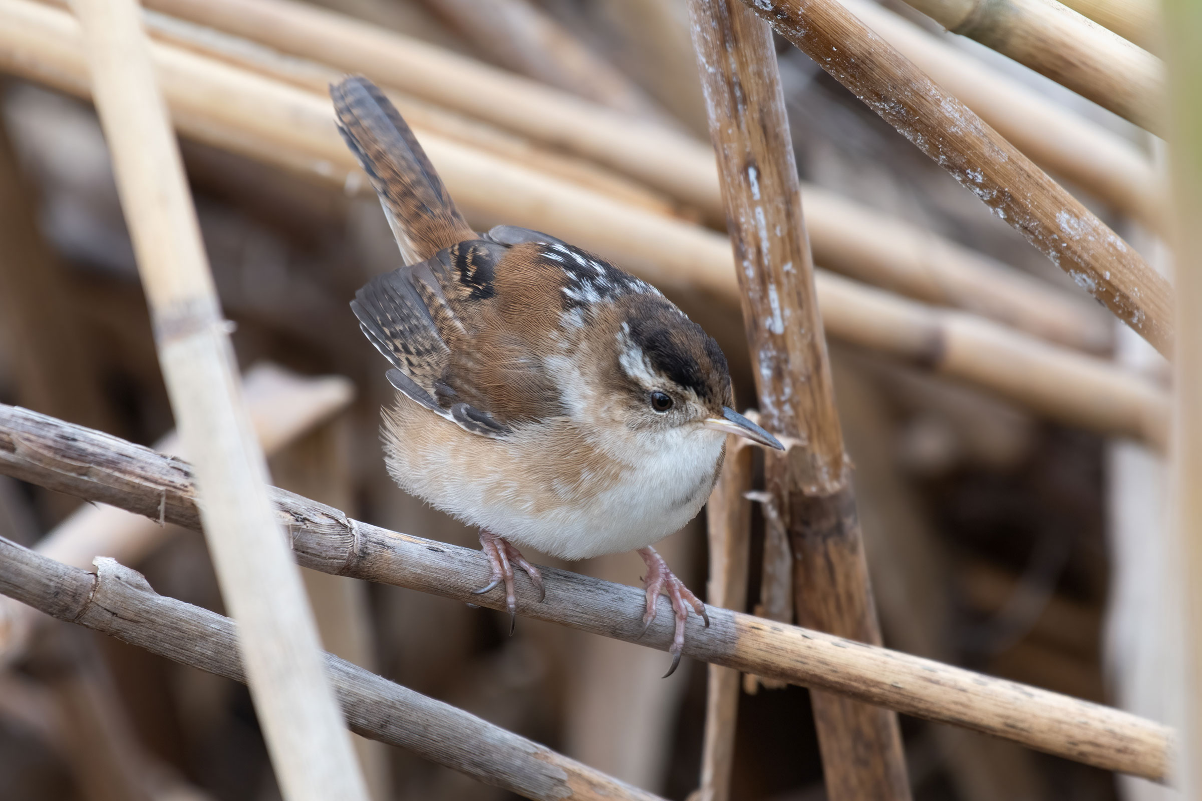 Marsh Wren - Adult, photo by Matthew Huntley