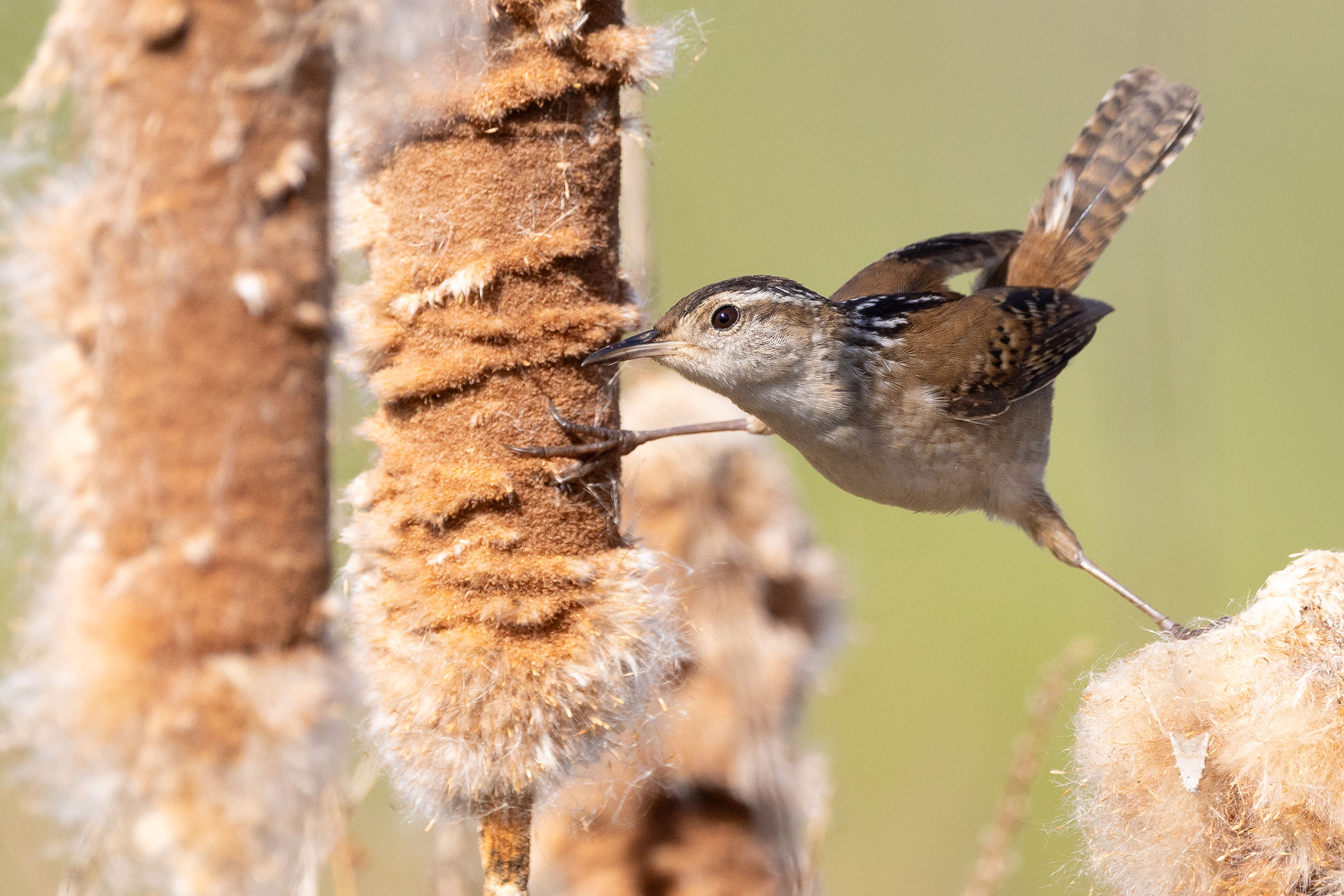 Marsh Wren - Adult, photo by Baxter Beamer