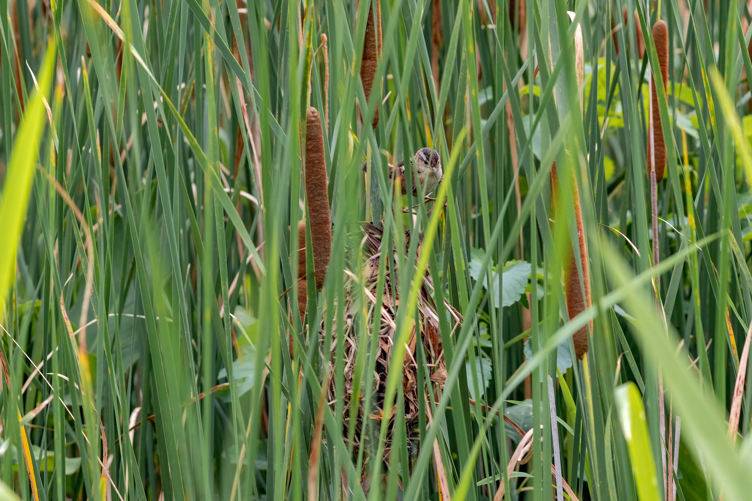 Marsh Wren - Adult at nest, photo by Todd Kiraly