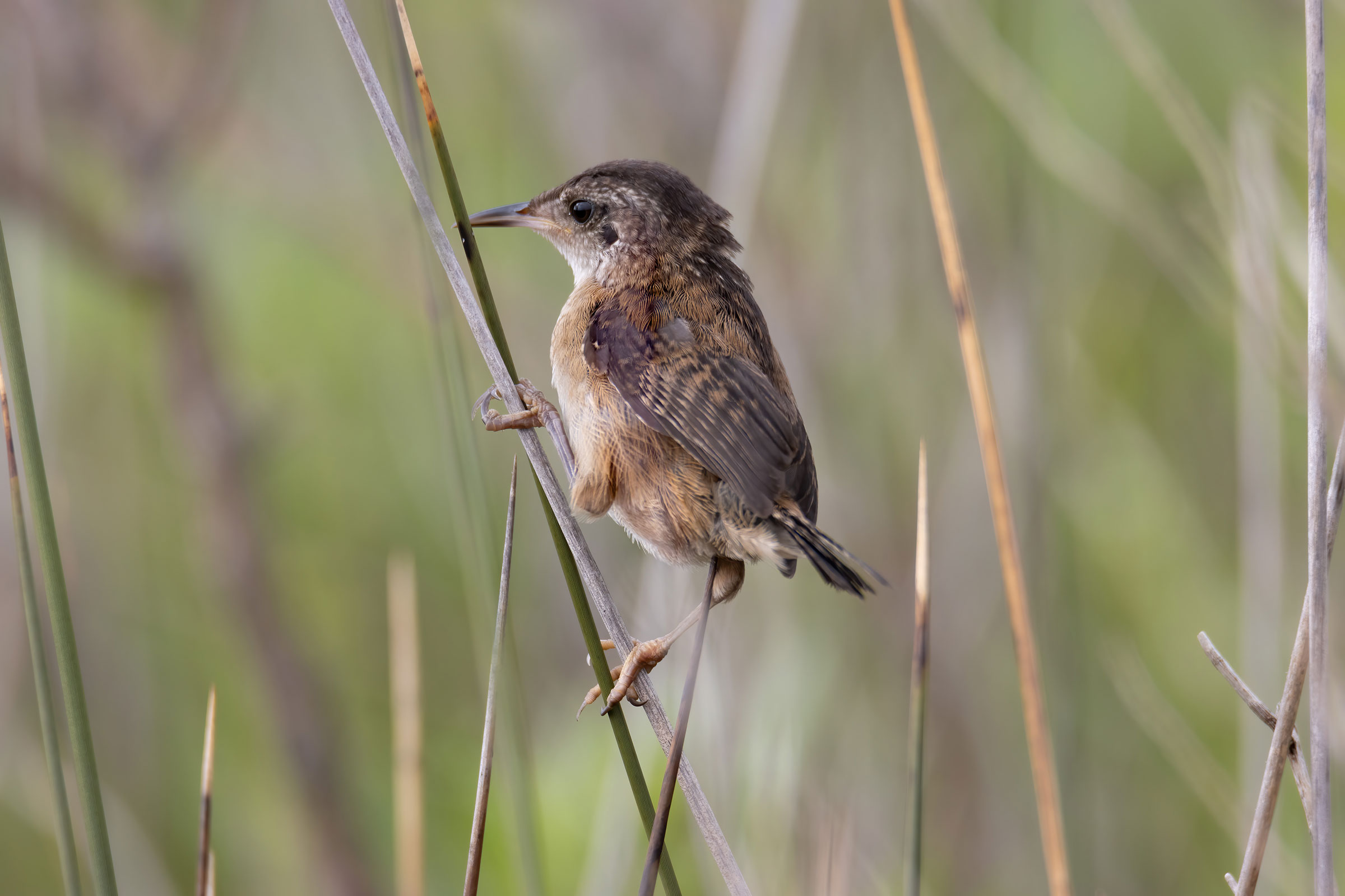 Marsh Wren - Immature, photo by David Yeager