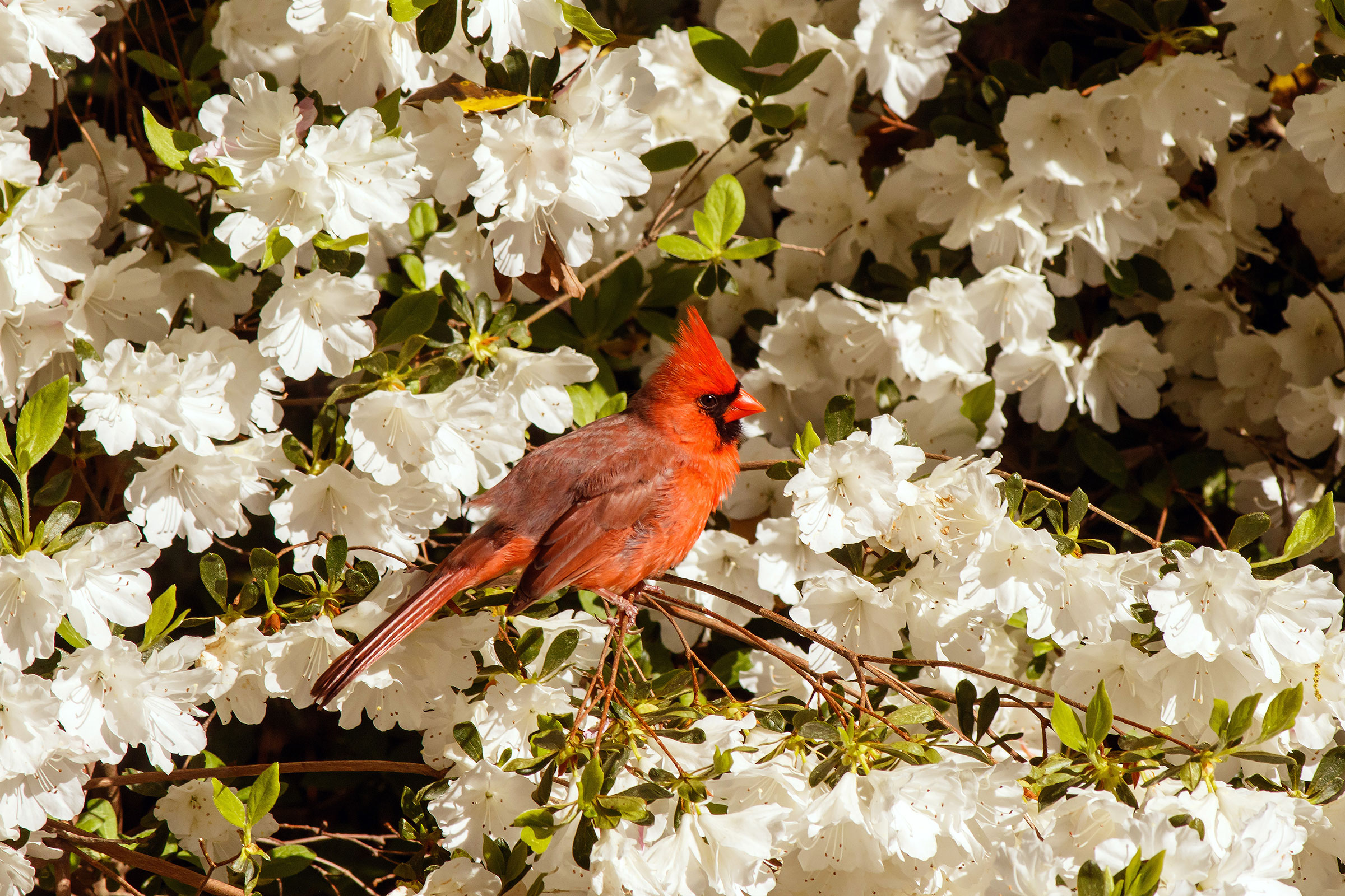 Northern Cardinal - Adult male, photo by Naseem Reza