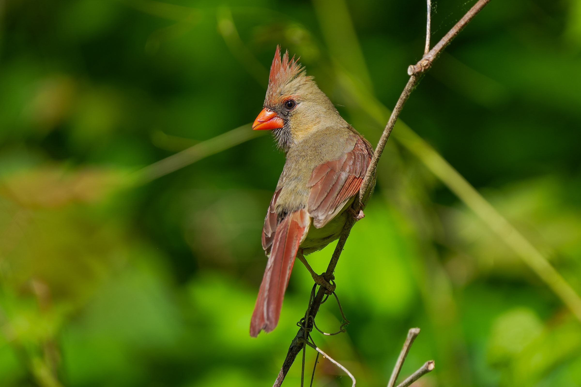 Northern Cardinal - Adult female, photo by TJ Byrd