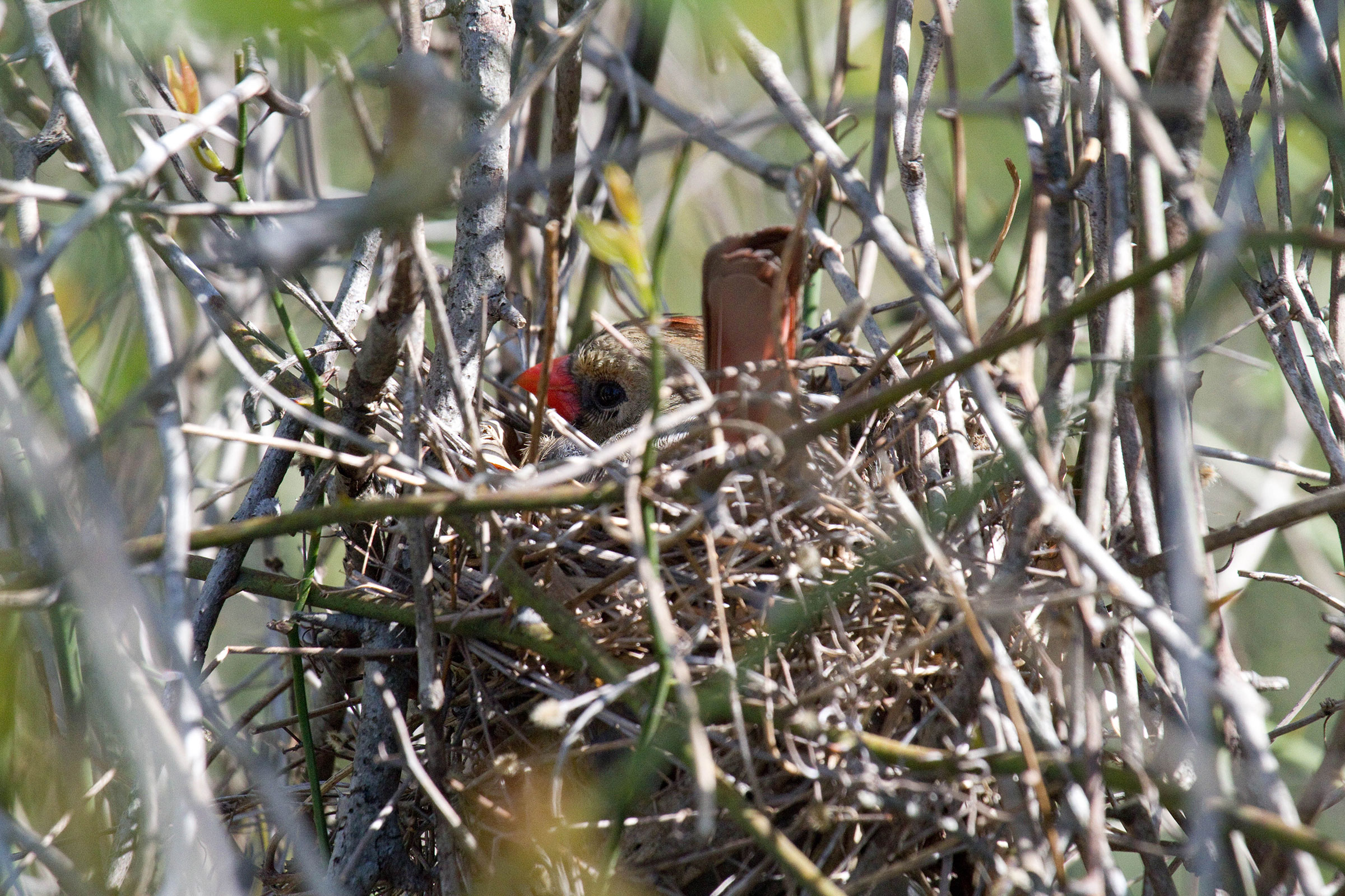 Northern Cardinal - Female on nest, photo by Dixie Sommers