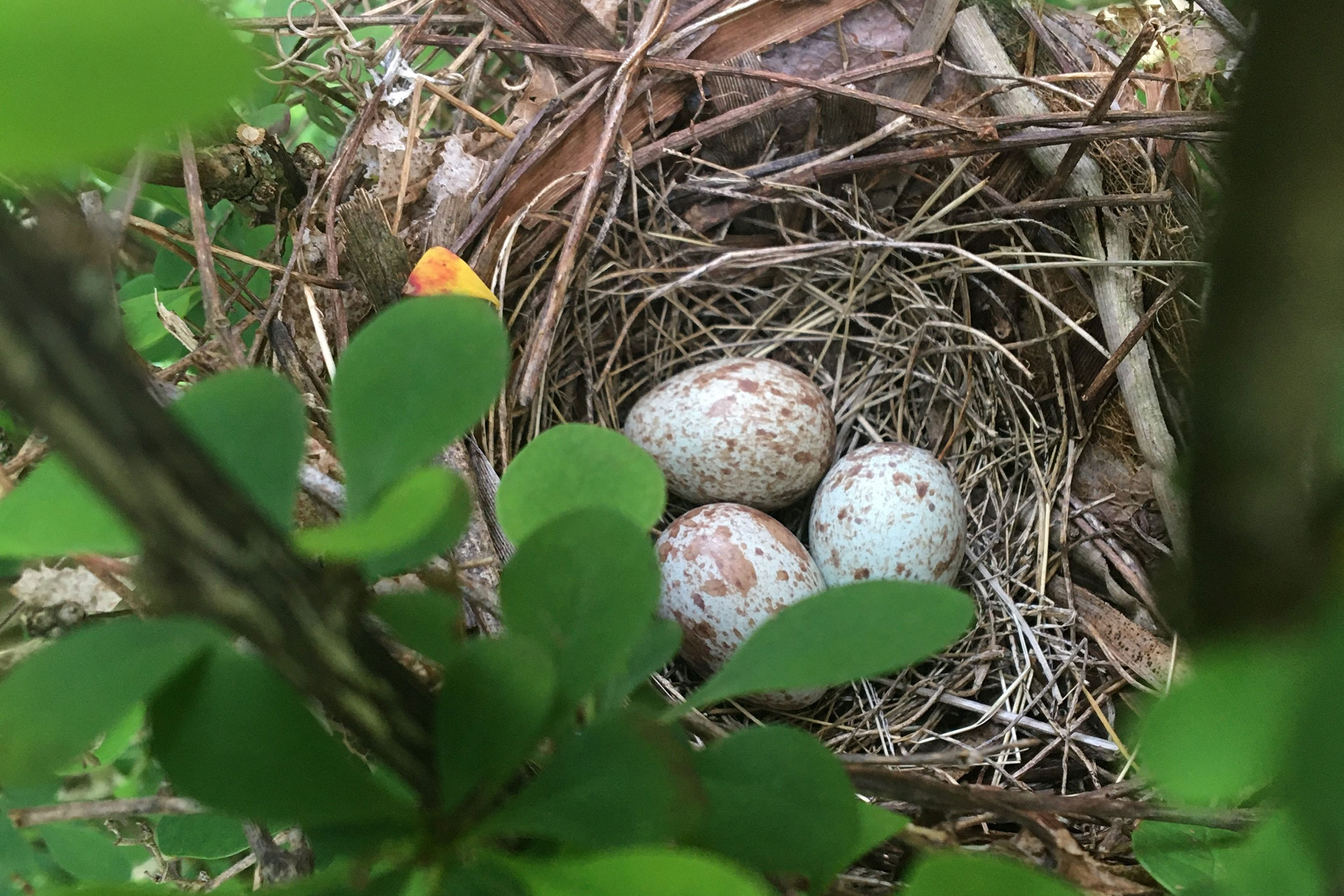 Northern Cardinal - Nest with eggs, photo by Steven Hopp
