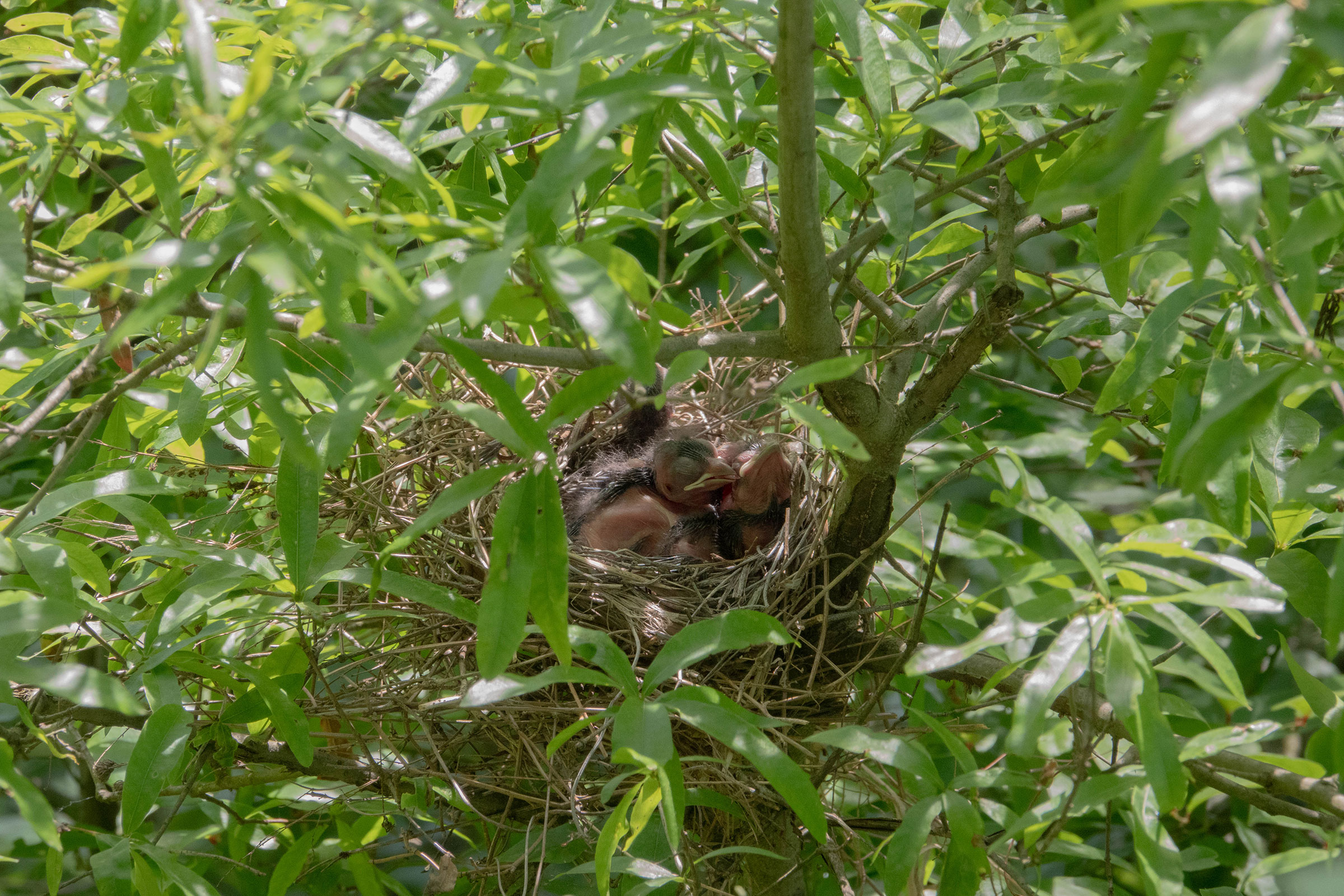 Northern Cardinal - Nest with young, photo by Dixie Sommers