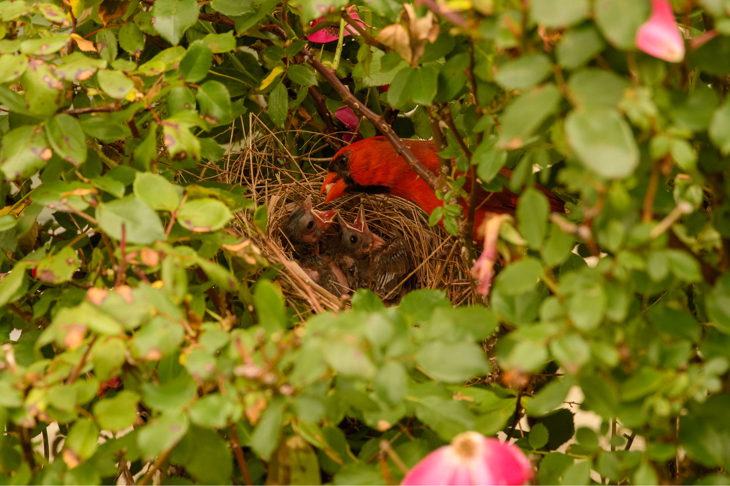 Northern Cardinal - Male feeding young, photo by Keith Kennedy