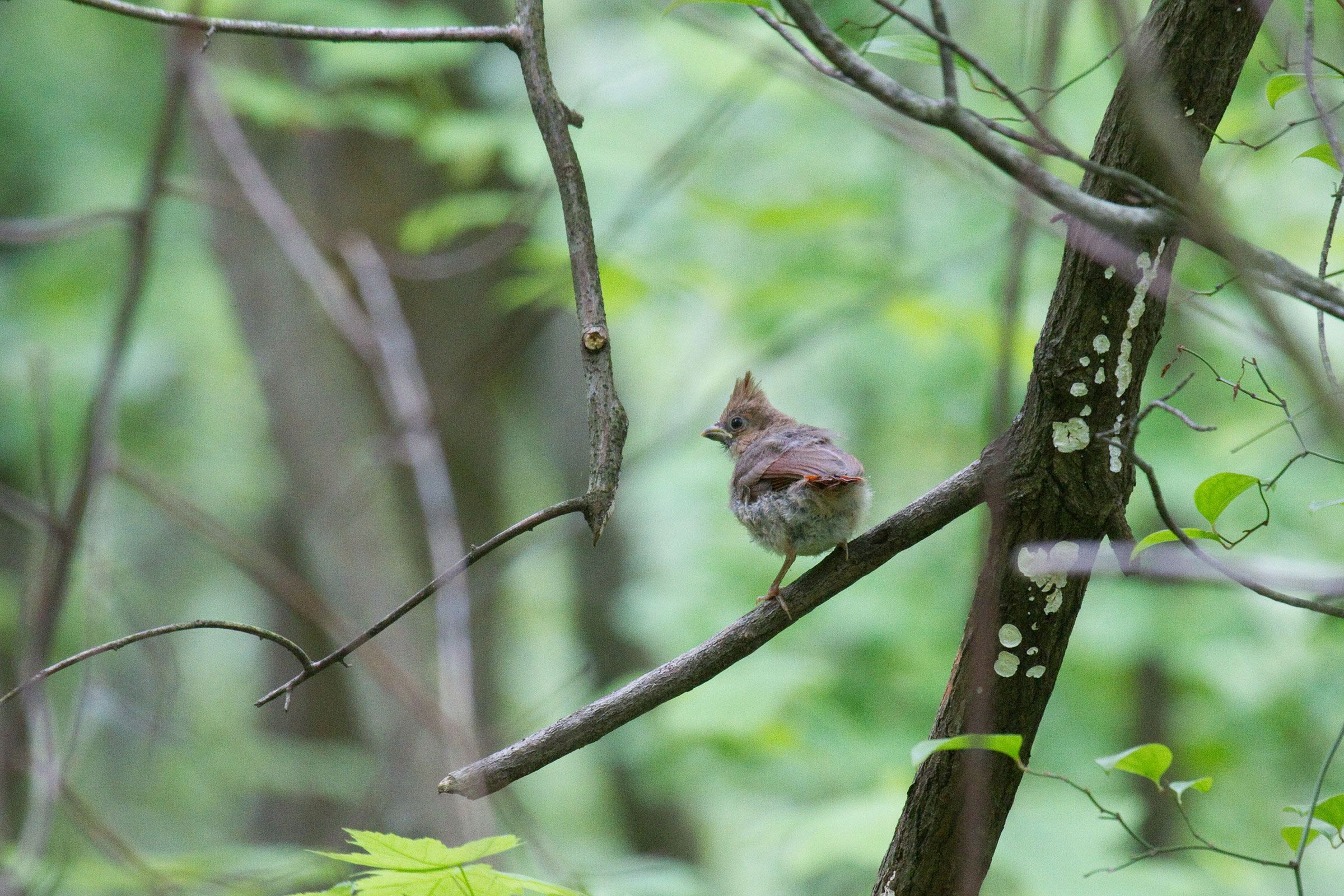 Northern Cardinal - Juvenile, photo by Dixie Sommers
