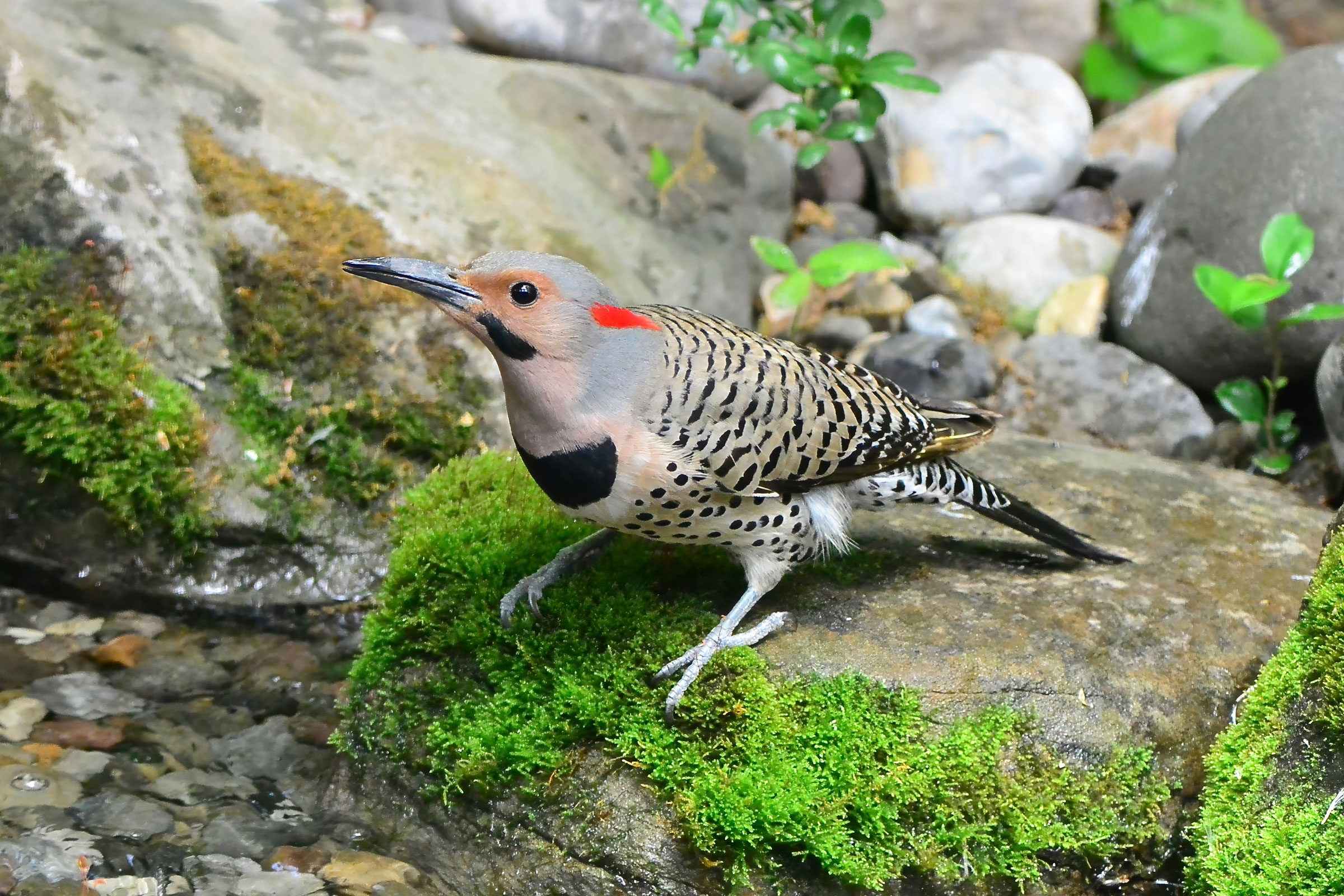 Northern Flicker - Adult male, photo by Seth Honig