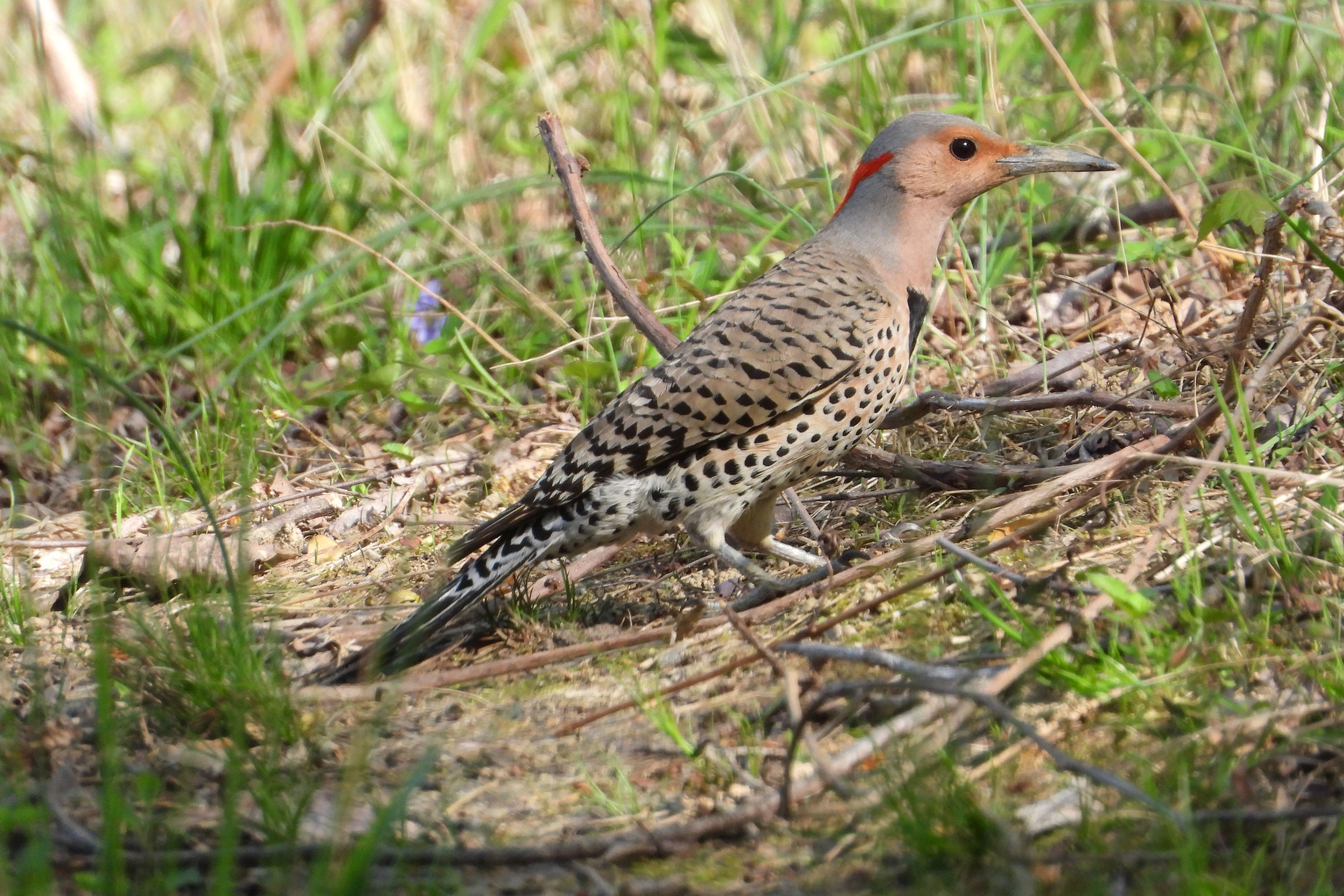 Northern Flicker - Adult female, photo by Mike Cianciosi 