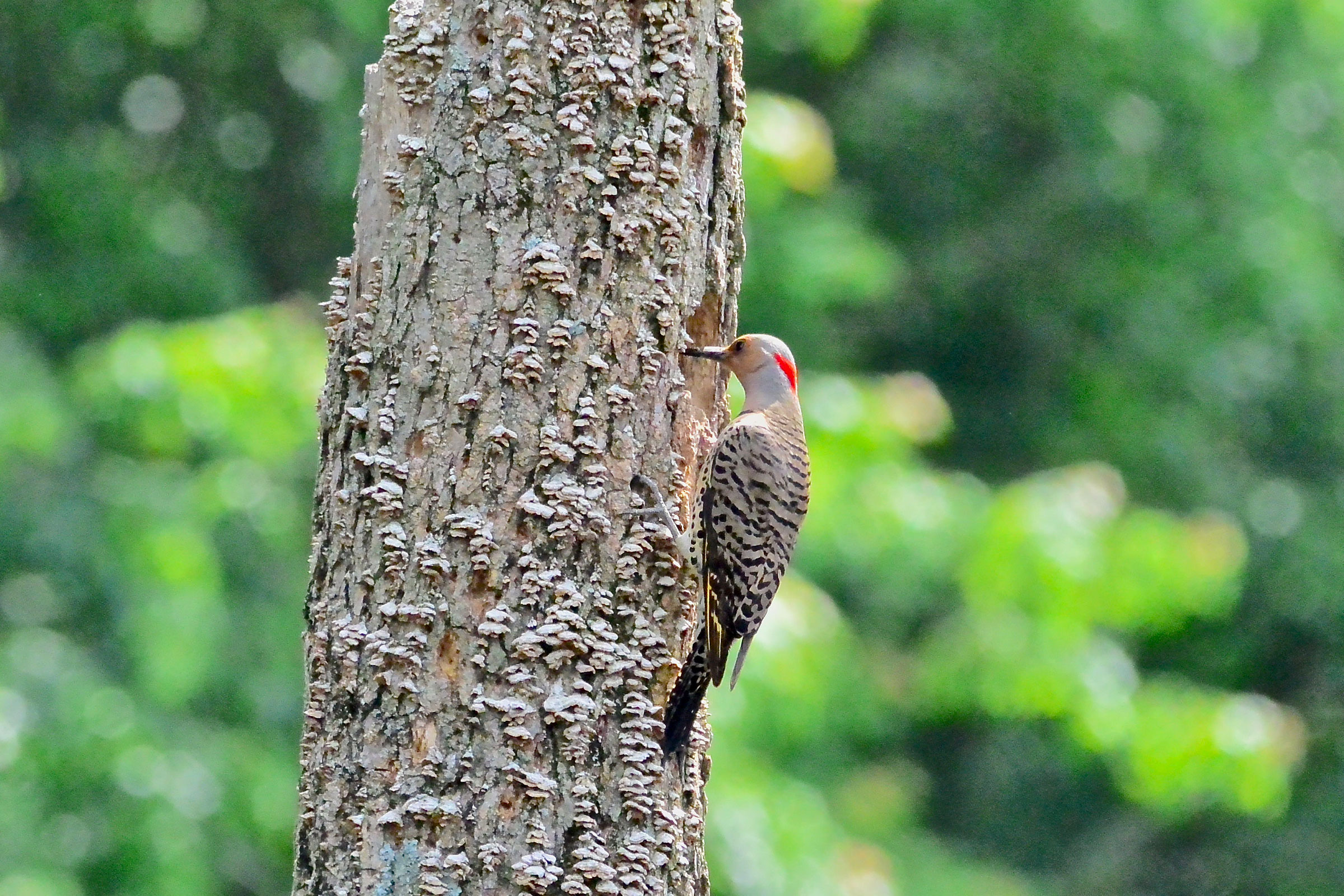 Northern Flicker - Female feeding young in nest hole, photo by Seth Honig