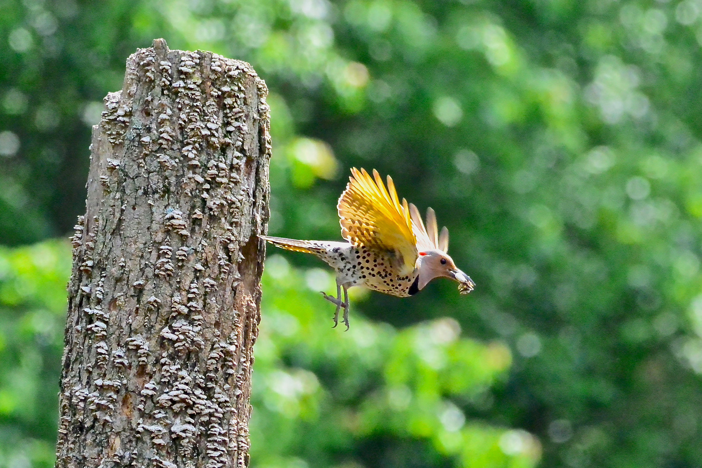 Northern Flicker - Female removing fecal sac, photo by Seth Honig